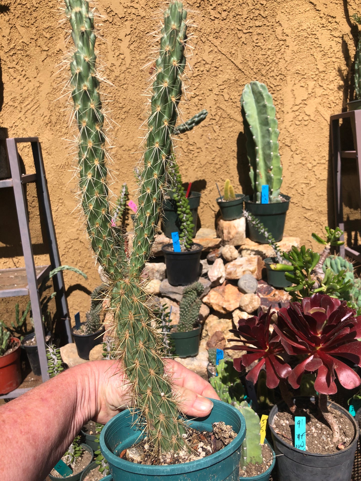 Cholla Cylindropuntia Imbricata  Buckhorn 15”Tall #15Y