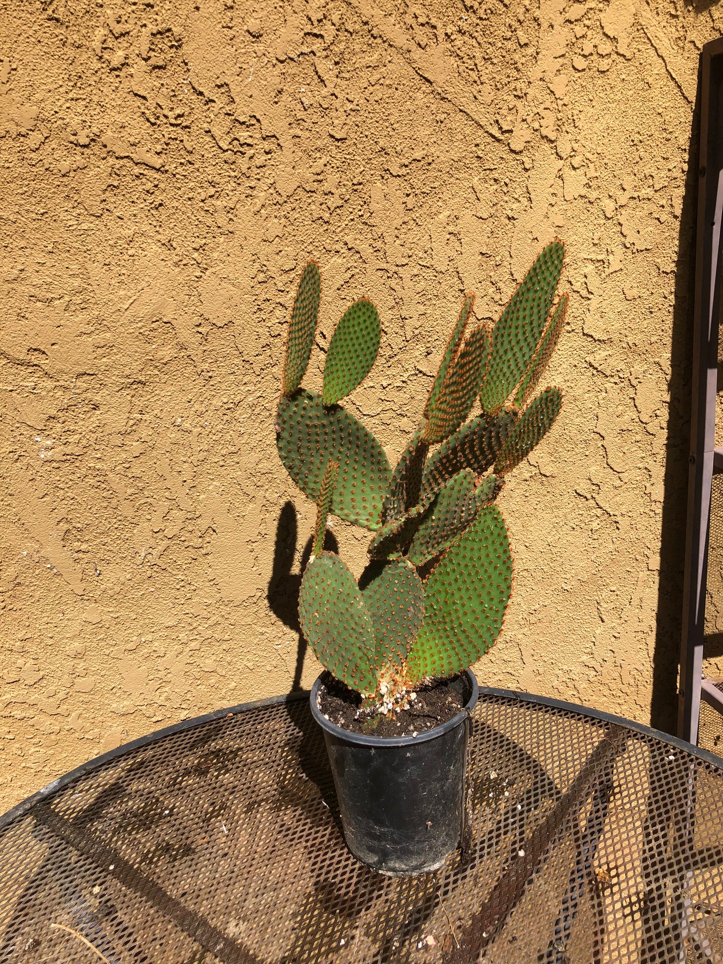 Opuntia microdasys Cinnamon Bunny Ears 18"Tall #180W