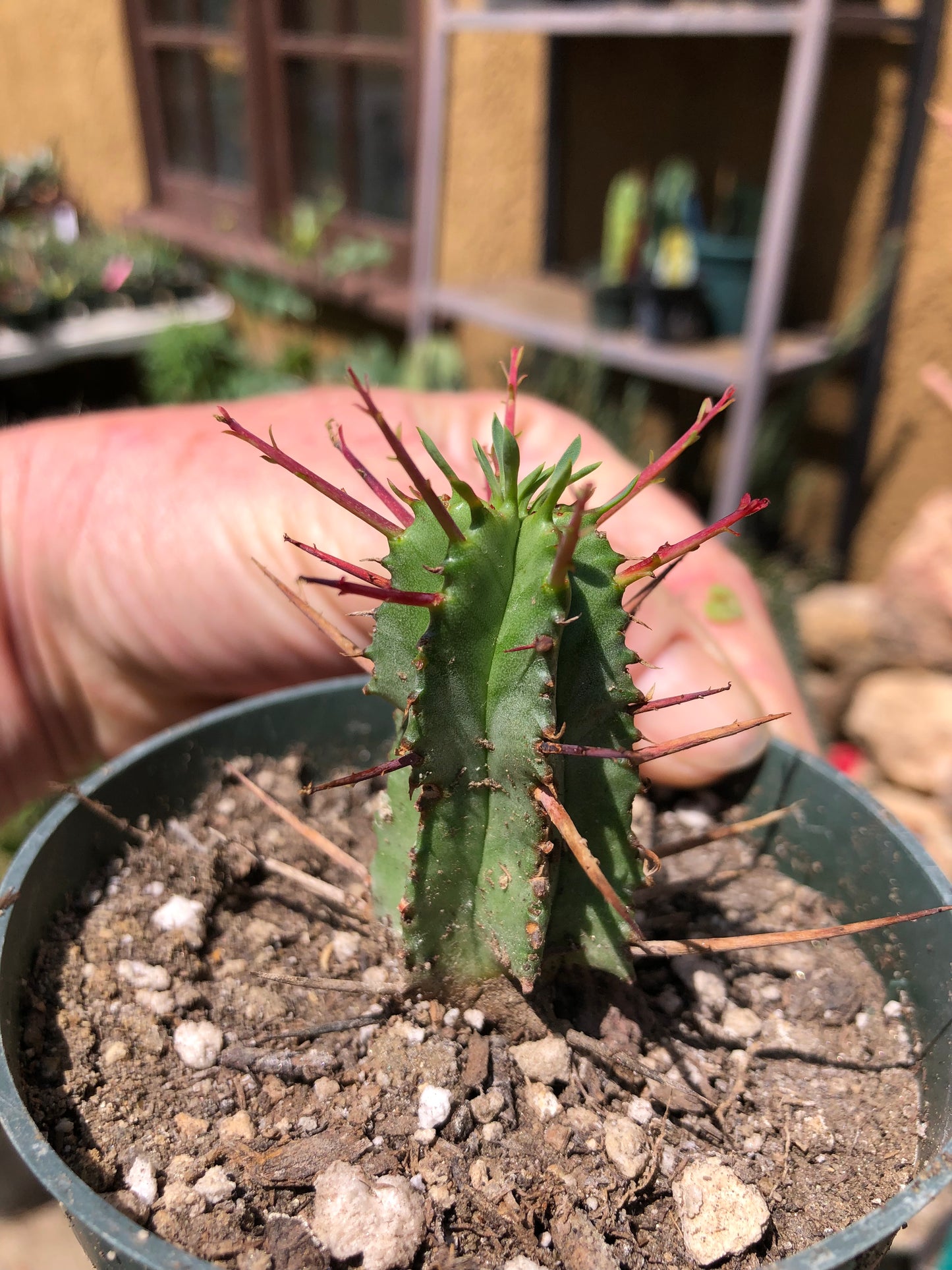 Euphorbia Horrida Noorsveldensis 2.5" Tall #25P