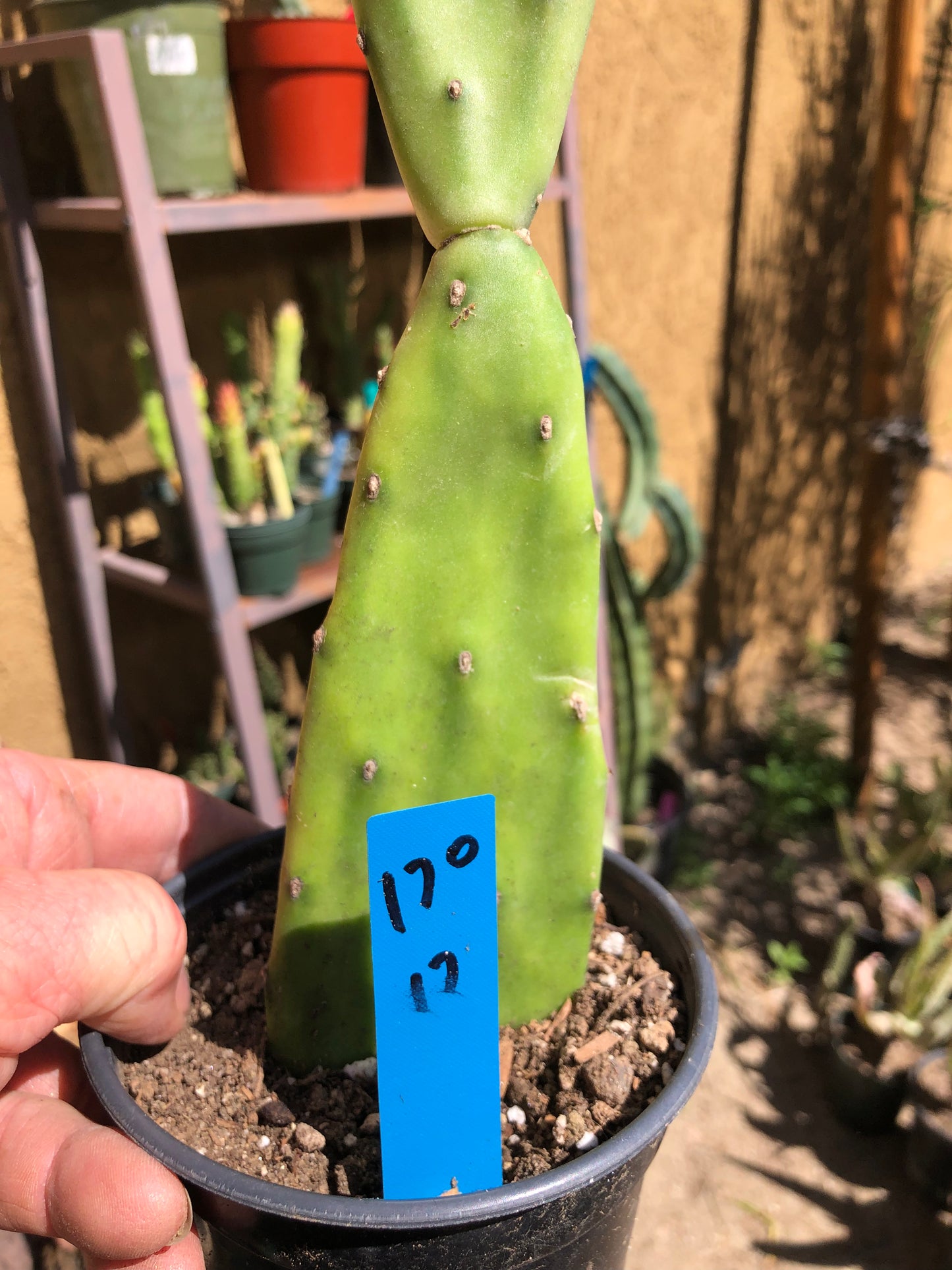 Opuntia canterae elata Ground Crawler 17"Tall #170B