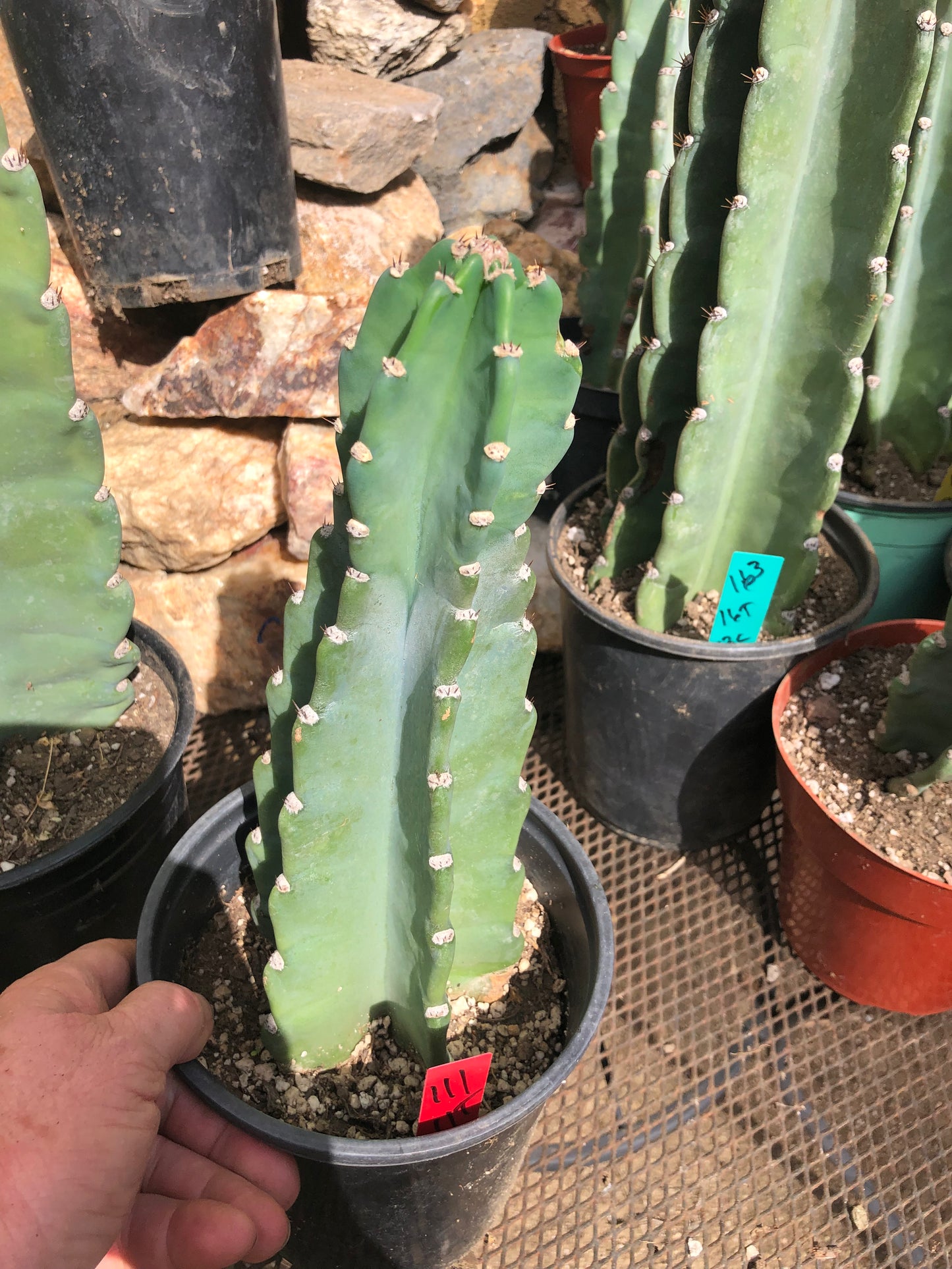 Cereus Peruvianus Night Blooming 11”Tall #111R