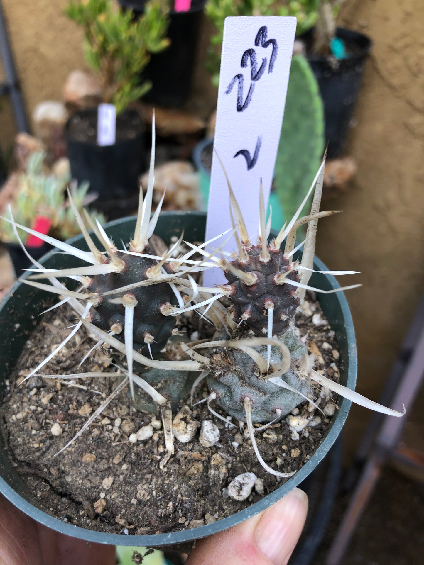 Tephrocactus articulatus papyracanthus Paper 2”Tall #223W