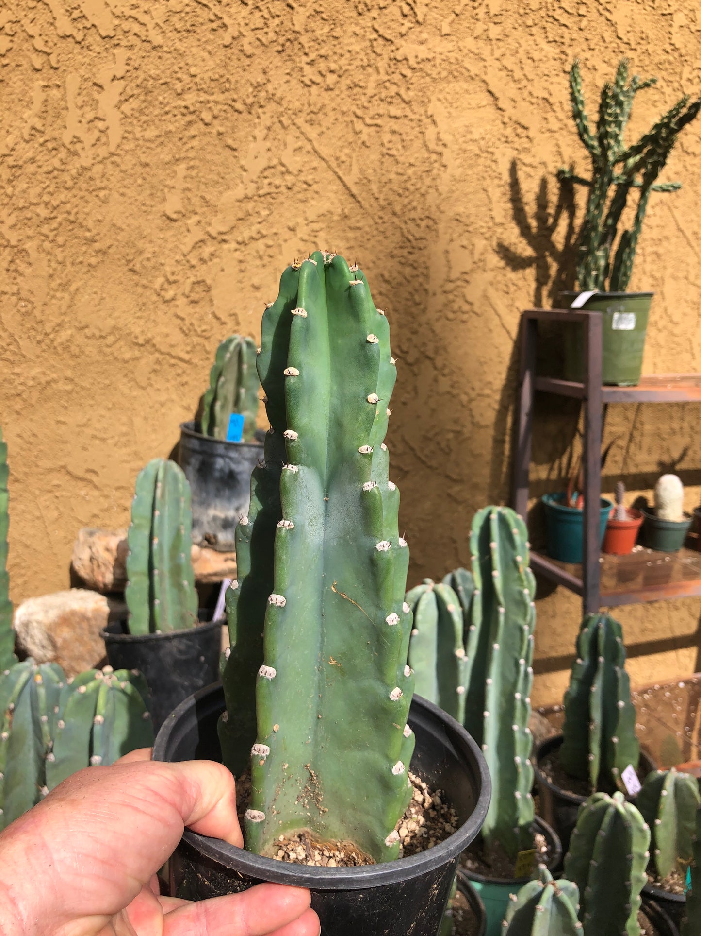 Cereus Peruvianus Night Blooming 11”Tall #111R