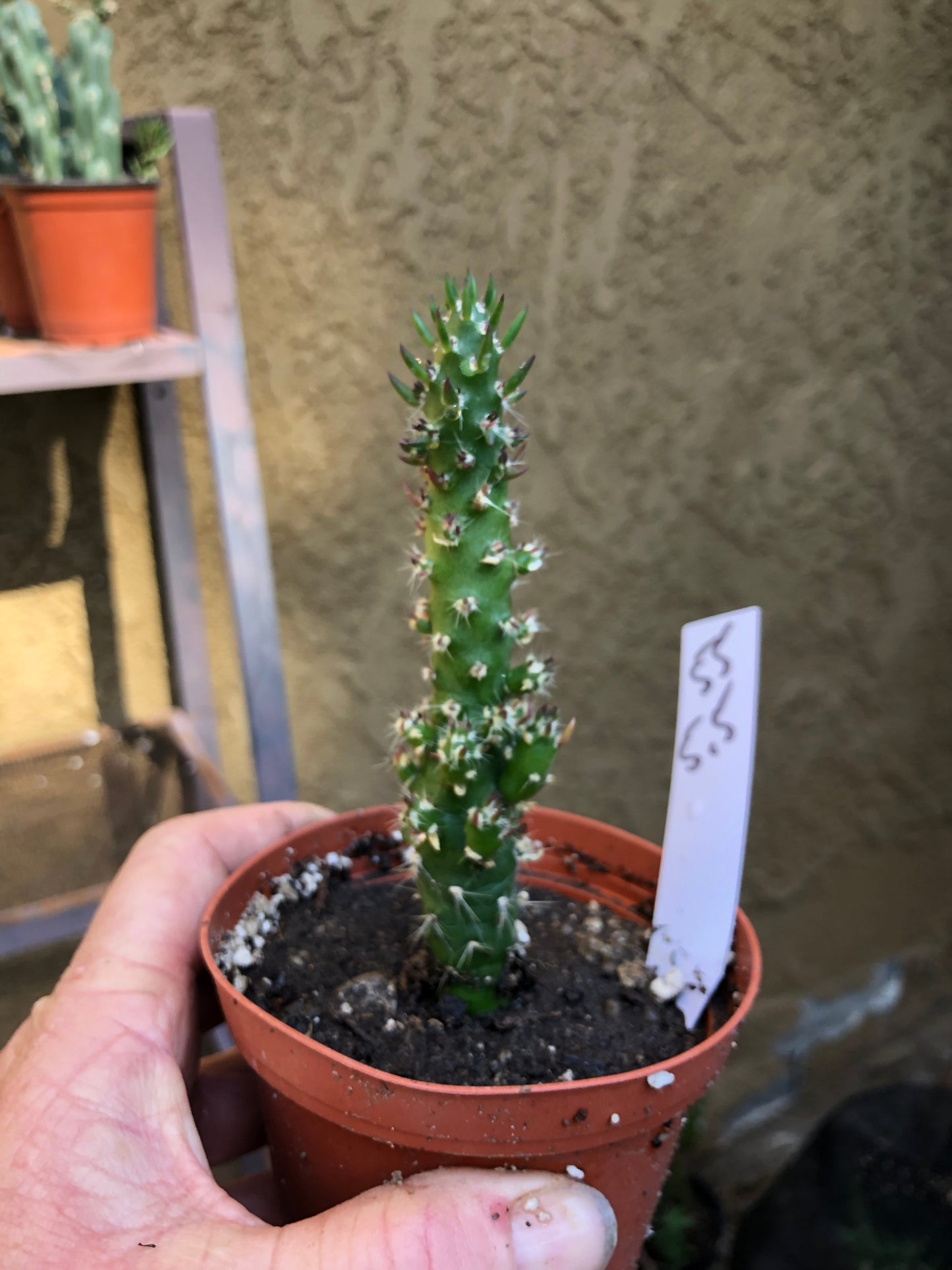 Austrocylindropuntia Cactus Gumbi Mini Eve's Needle 5.5"Tall #55W