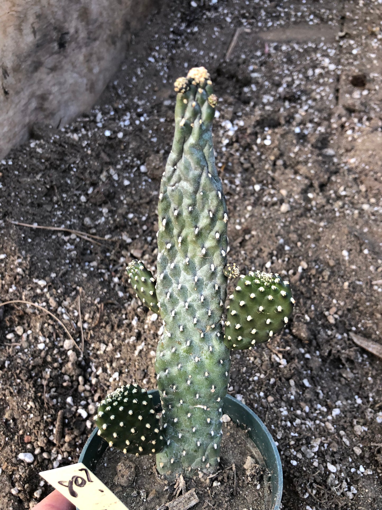 Opuntia Consolea rubescens Road Kill Cactus 8"Tall #80Y