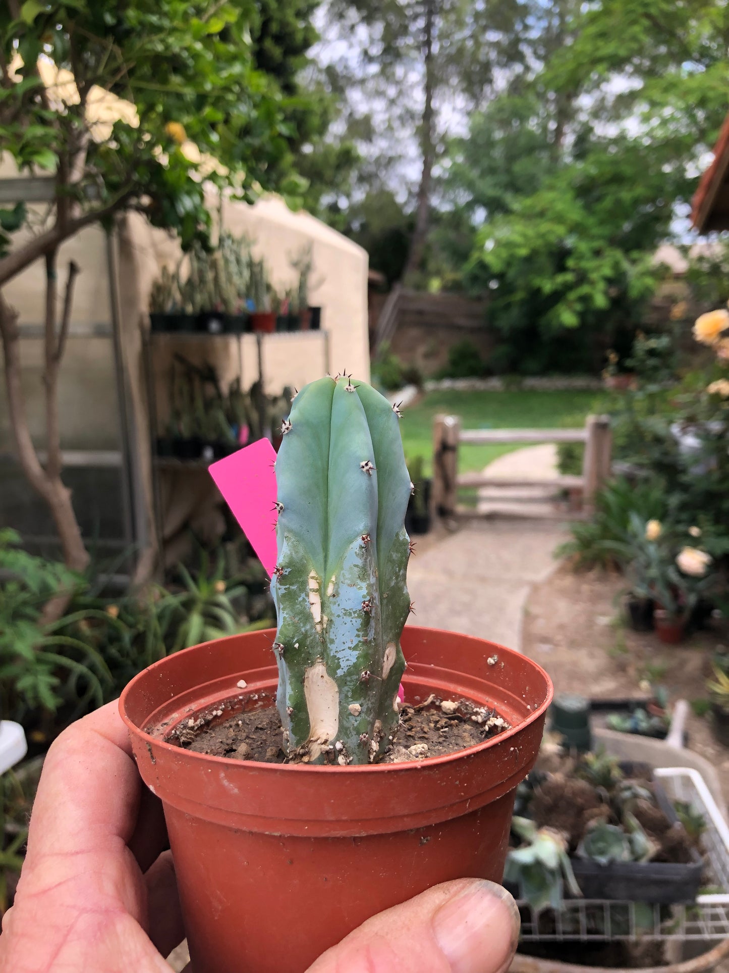Myrtillocactus geometrizans Blue Myrtle Cactus 4"Tall #99P