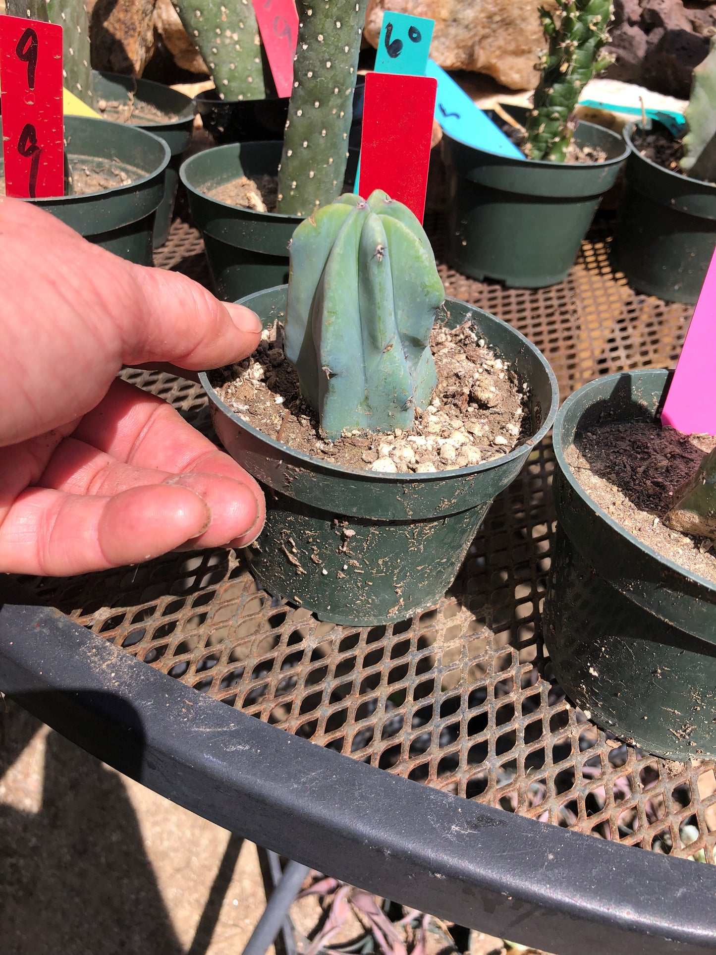 Myrtillocactus geometrizans Blue Myrtle Cactus 3"Tall #32R