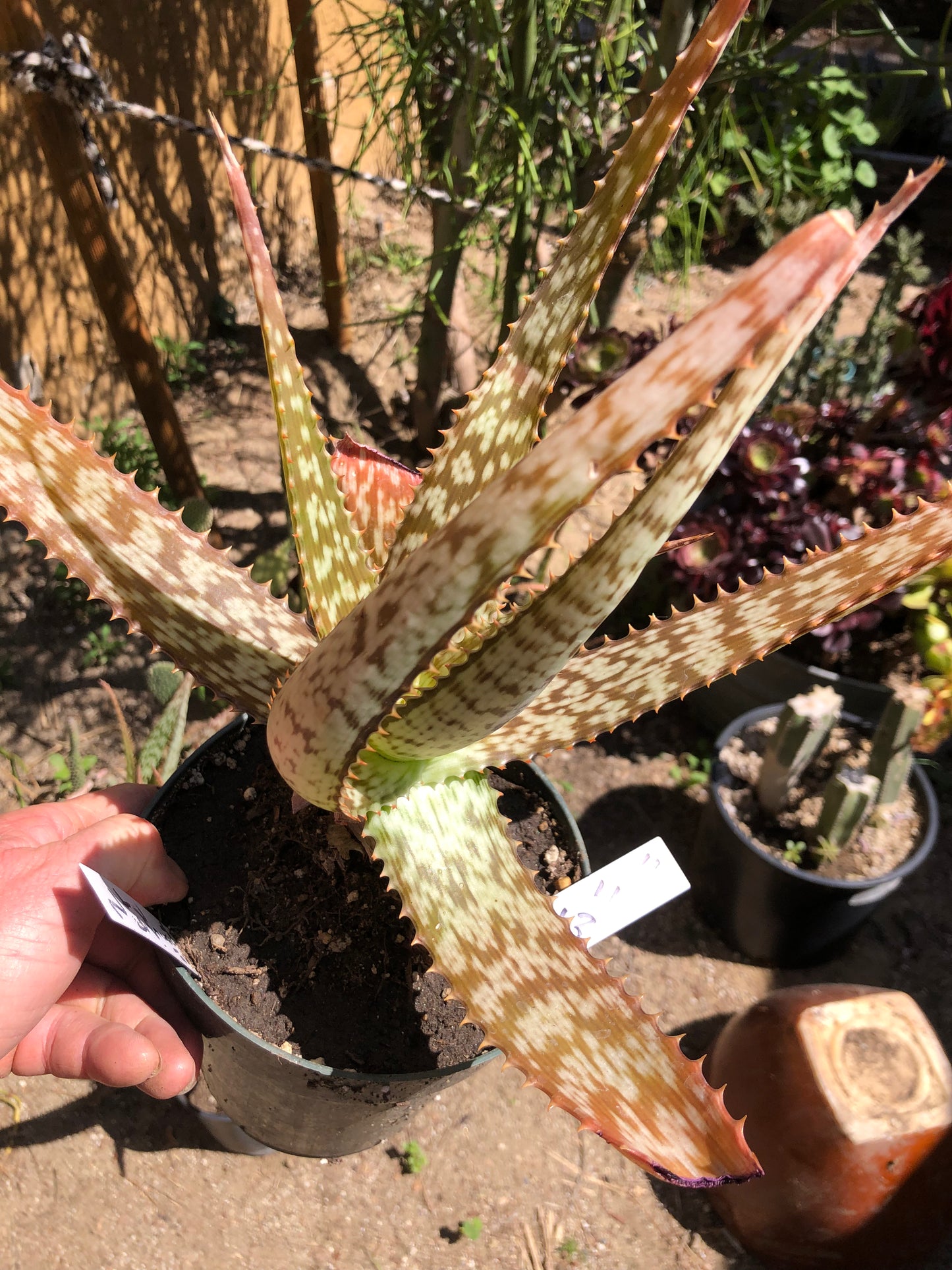 Aloe~ Tiger Stripe Aloe Hybrid 11" Tall #112W