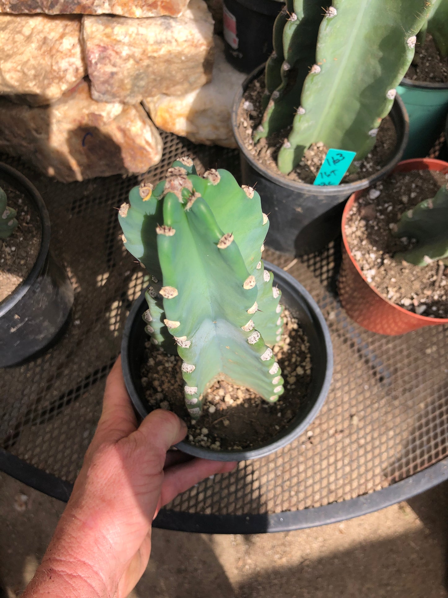 Cereus Peruvianus Night Blooming 11”Tall #111R