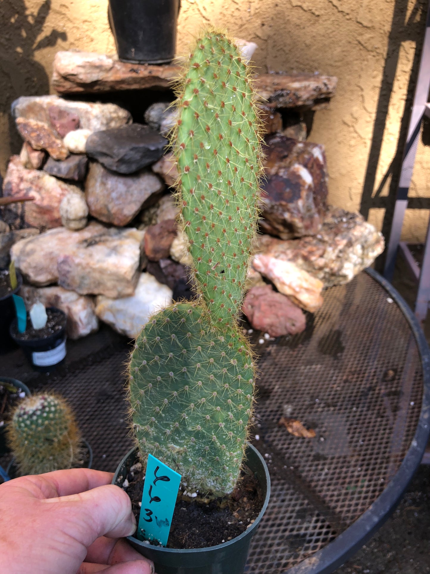 Opuntia Scheerii "Prickly Pear" 6"Tall #6G