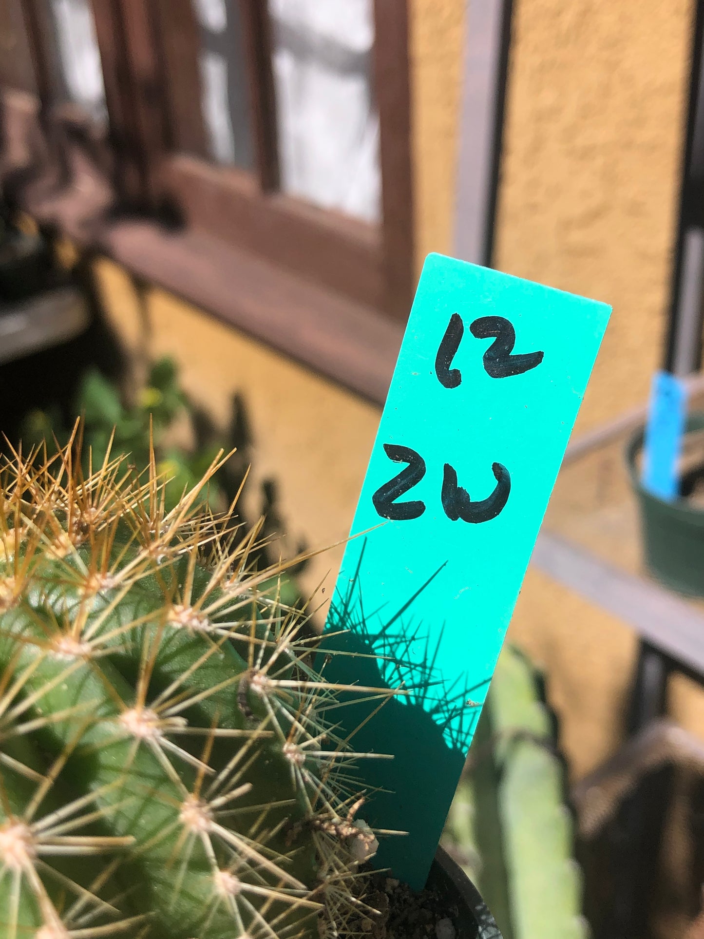 Trichocereus grandiflorus Torch 2” Wide #12G