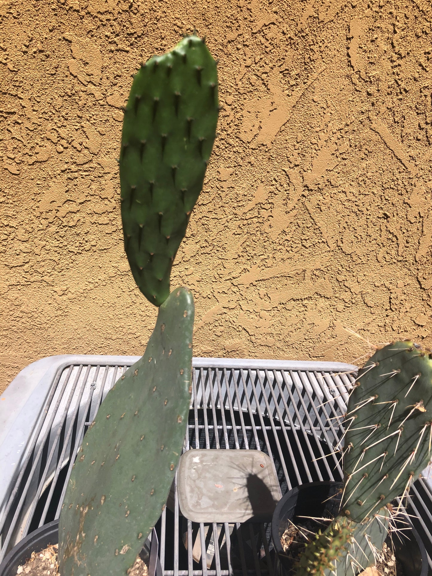 Opuntia Cows tongue "Spineless Prickly Pear" 21"Tall #21W