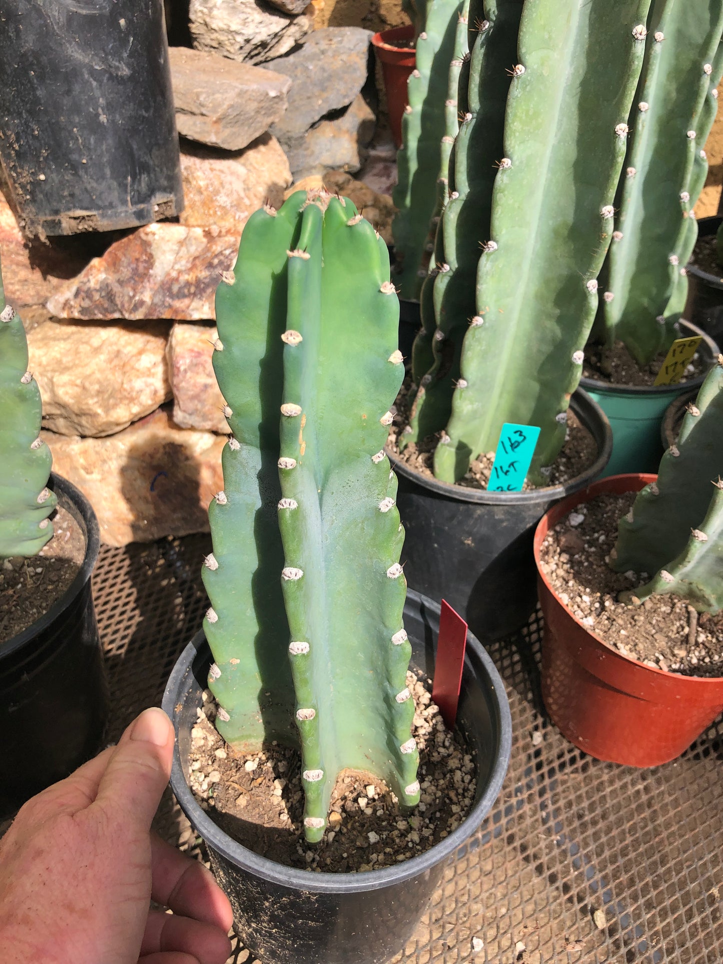 Cereus Peruvianus Night Blooming 11”Tall #111R