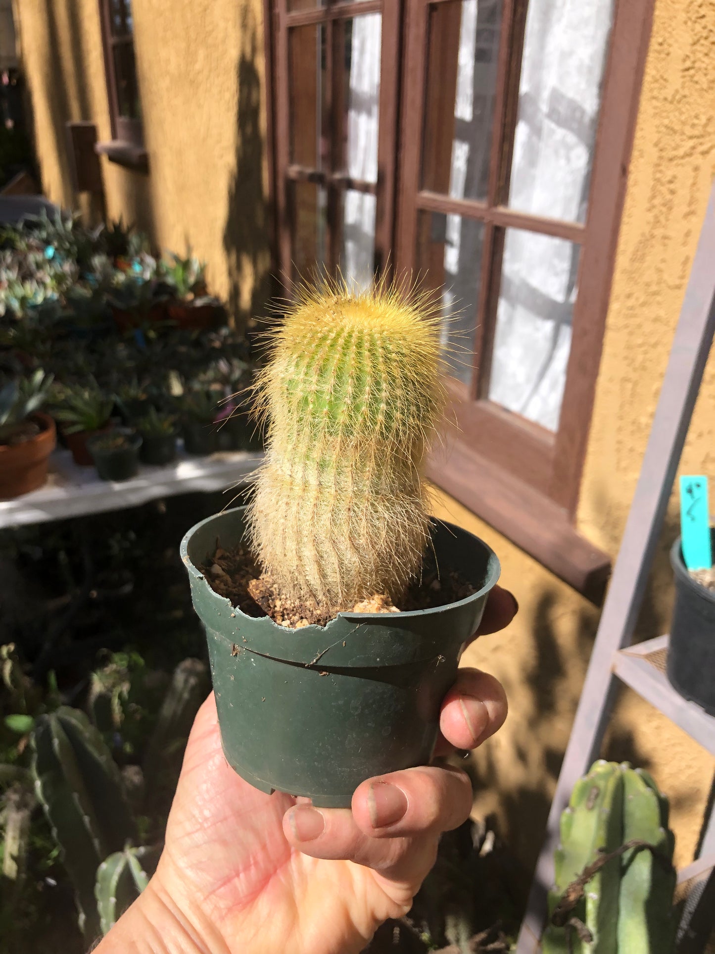 Notocactus leninghausii 4"Tall Cactus #44W