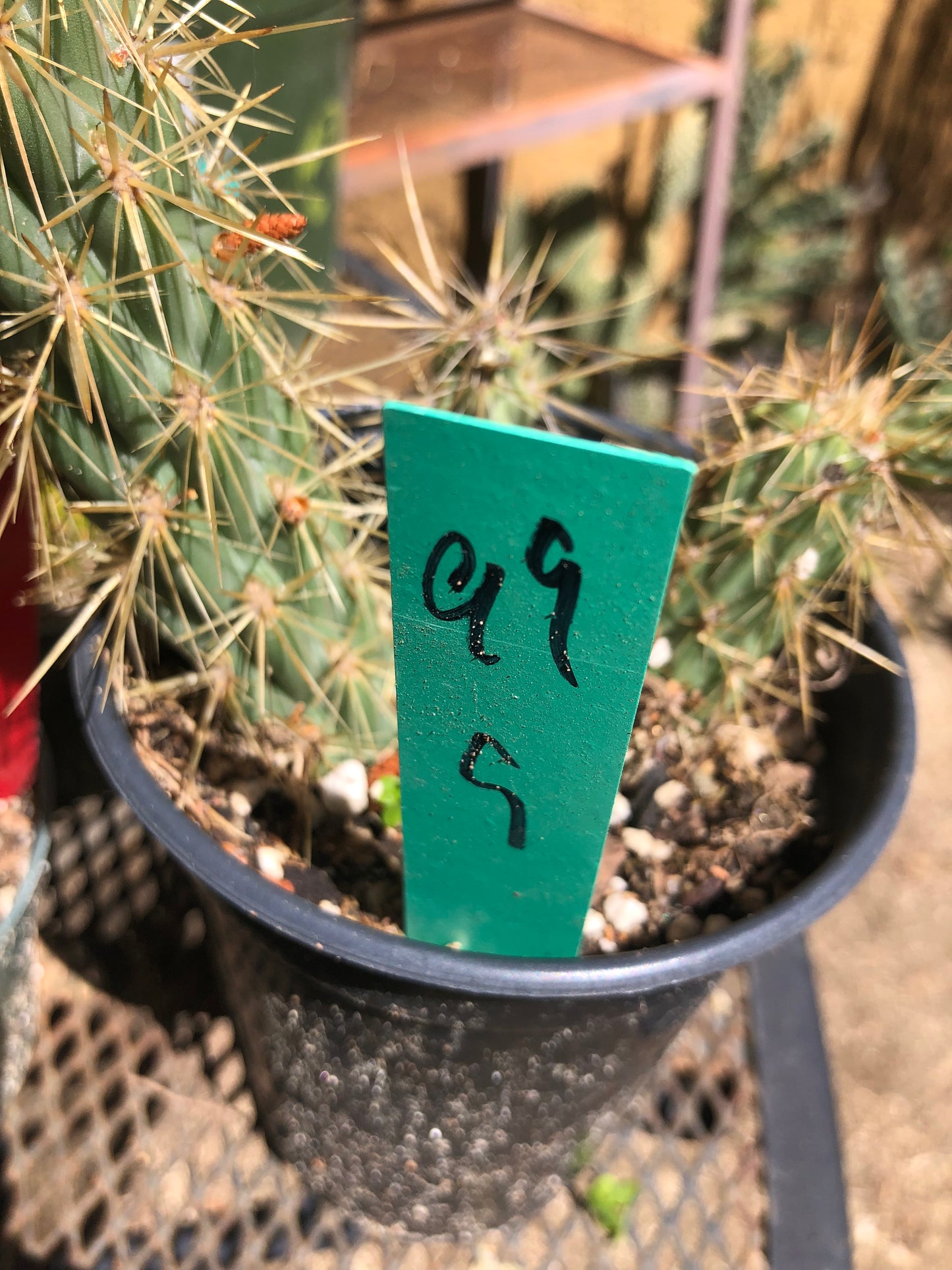 Cholla Cylindropuntia Imbricata Buckhorn 9”Tall #99G