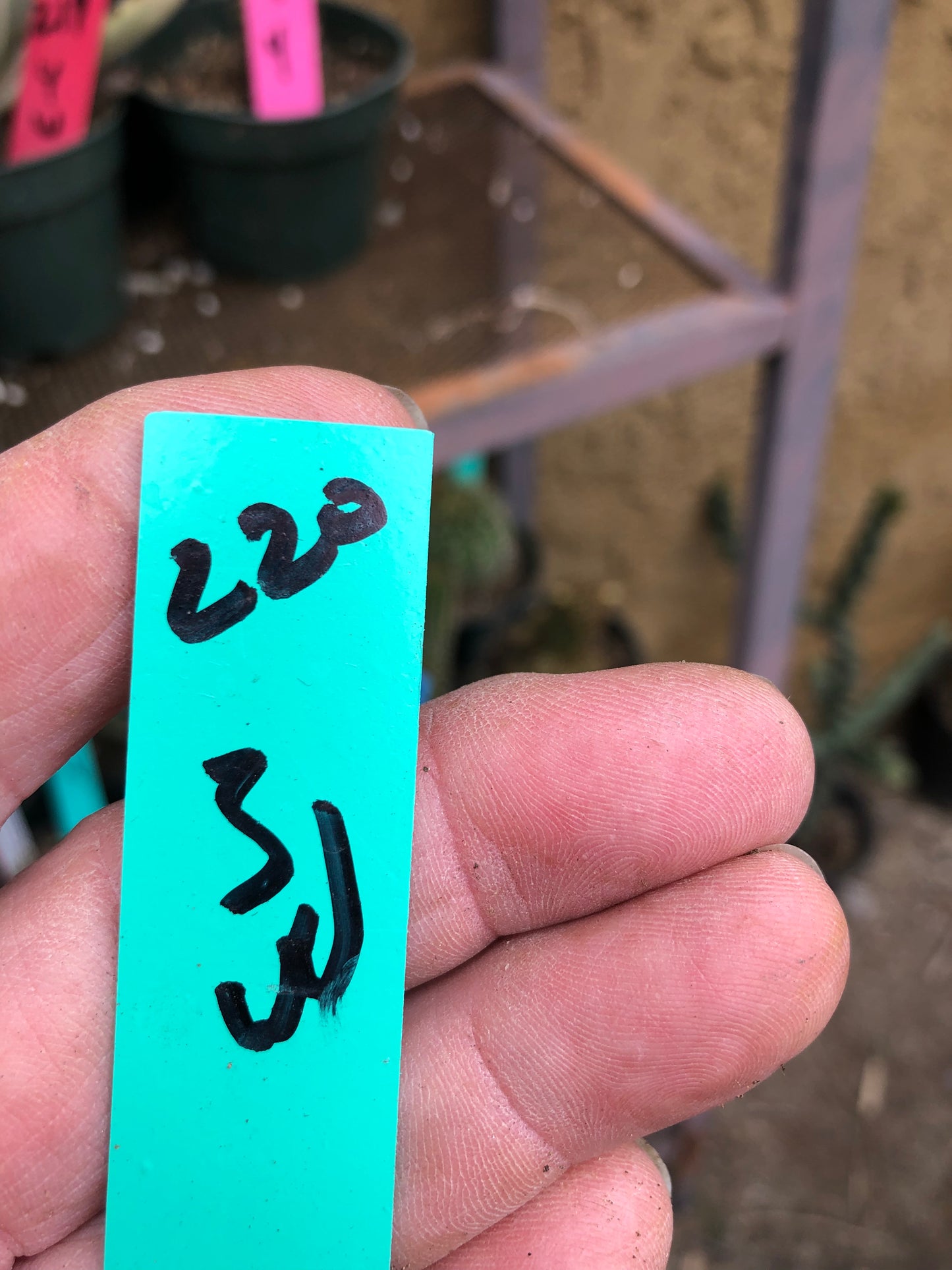 Kalanchoe tomentosa Chocolate Panda Succulent Plant 3"Wide 220G