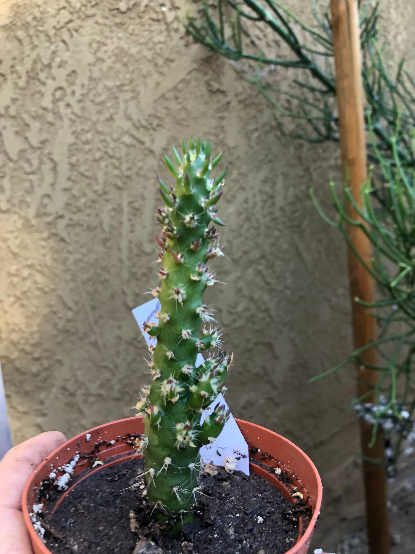 Austrocylindropuntia Cactus Gumbi Mini Eve's Needle 5.5"Tall #55W