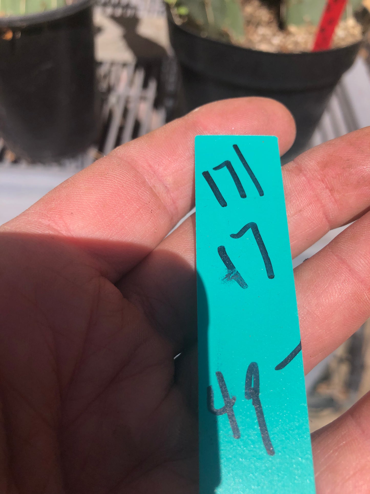 Opuntia engelmannii "Texas Prickly Pear" 17"Tall #171G