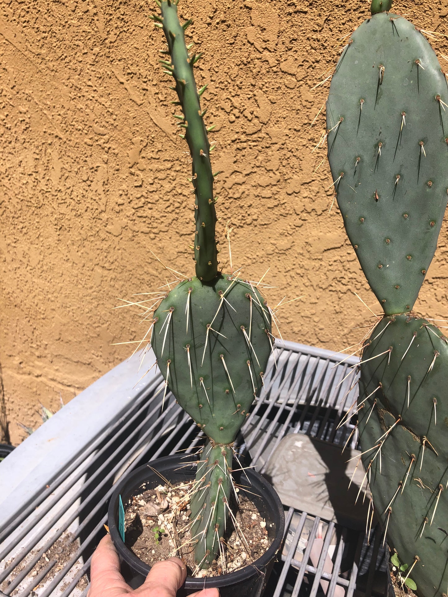 Opuntia engelmannii "Texas Prickly Pear" 17"Tall #171G