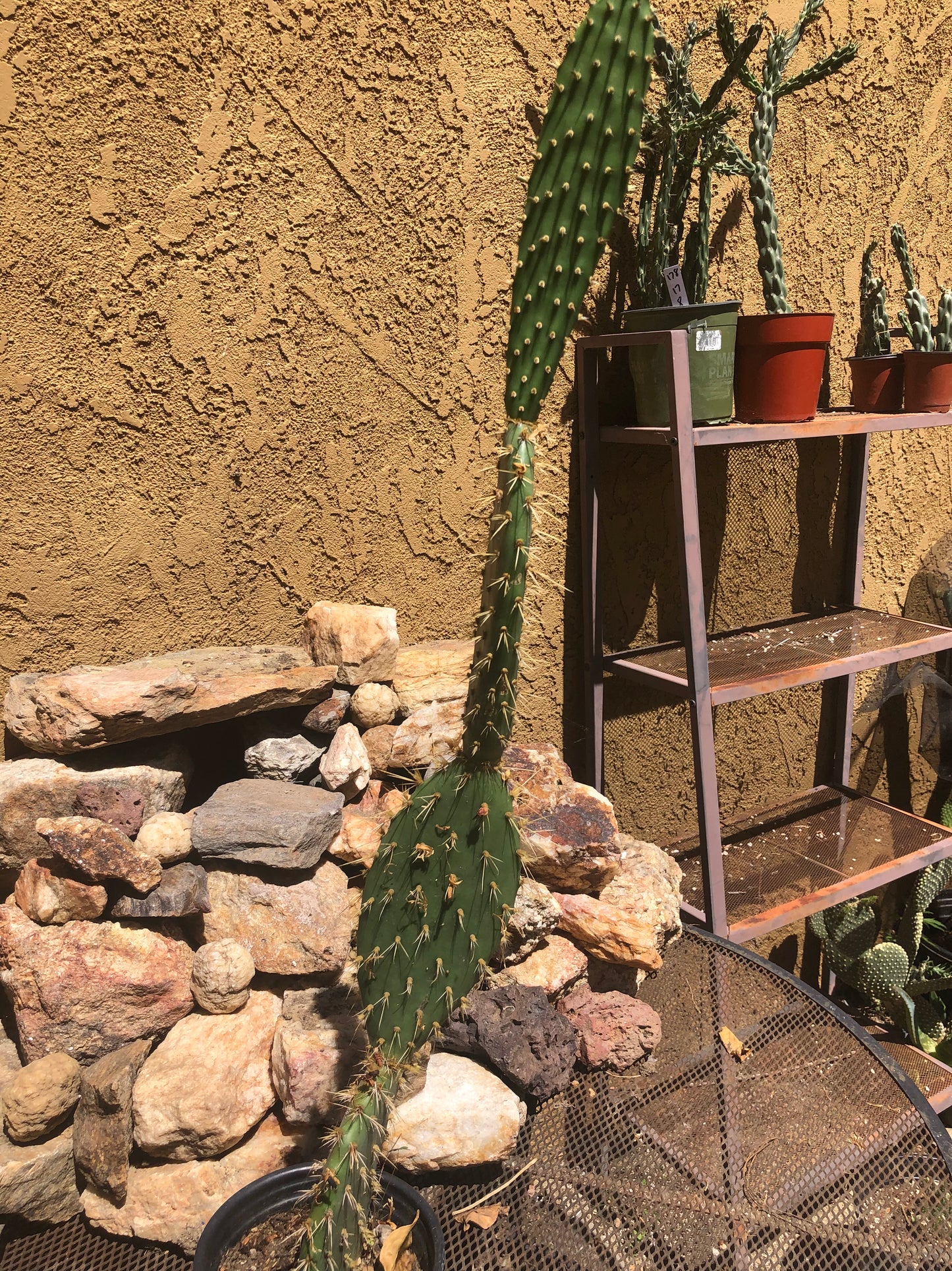 Opuntia engelmannii "Texas Prickly Pear" 33"Tall #333W