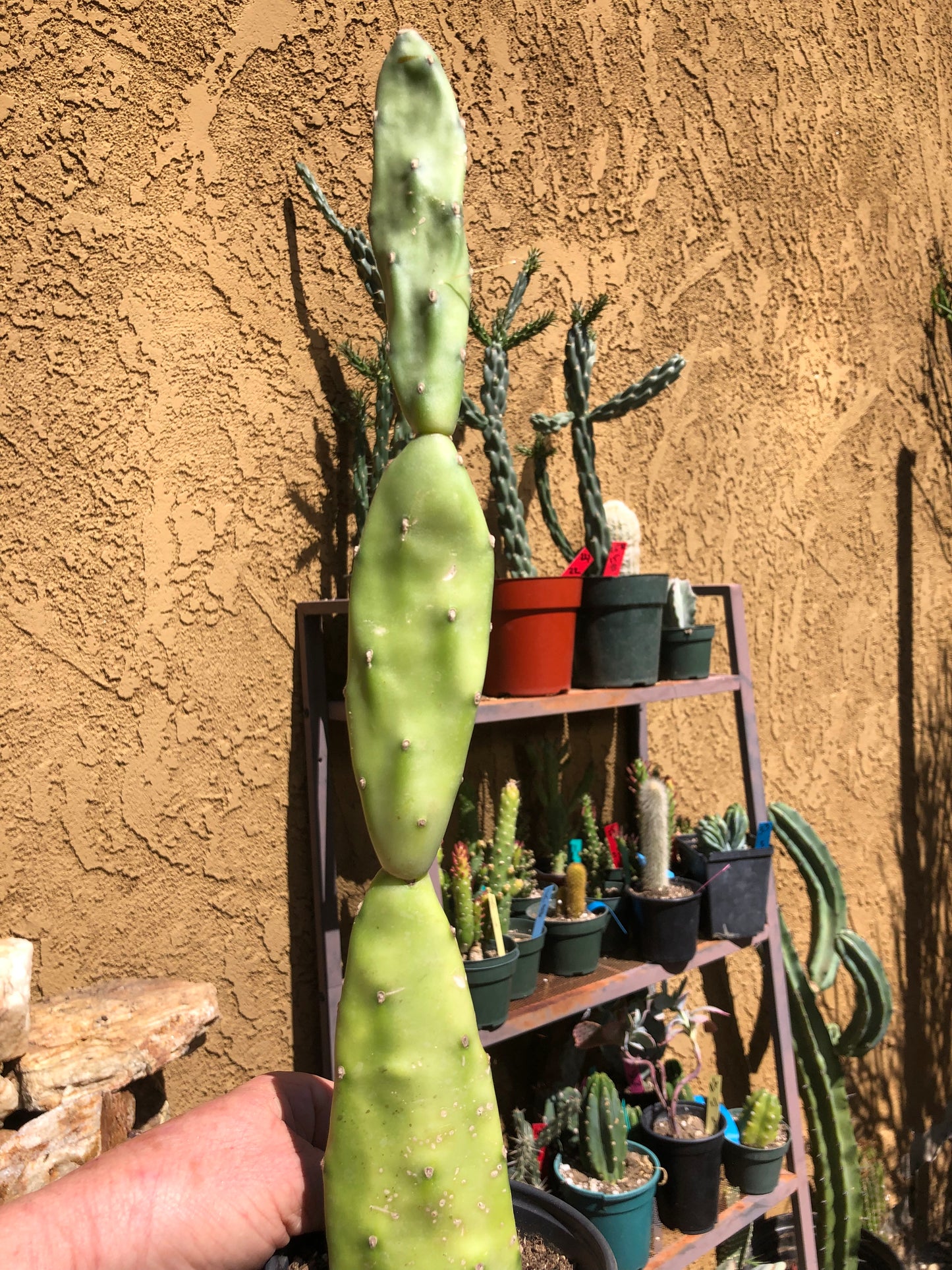 Opuntia canterae elata Ground Crawler 17"Tall #170B