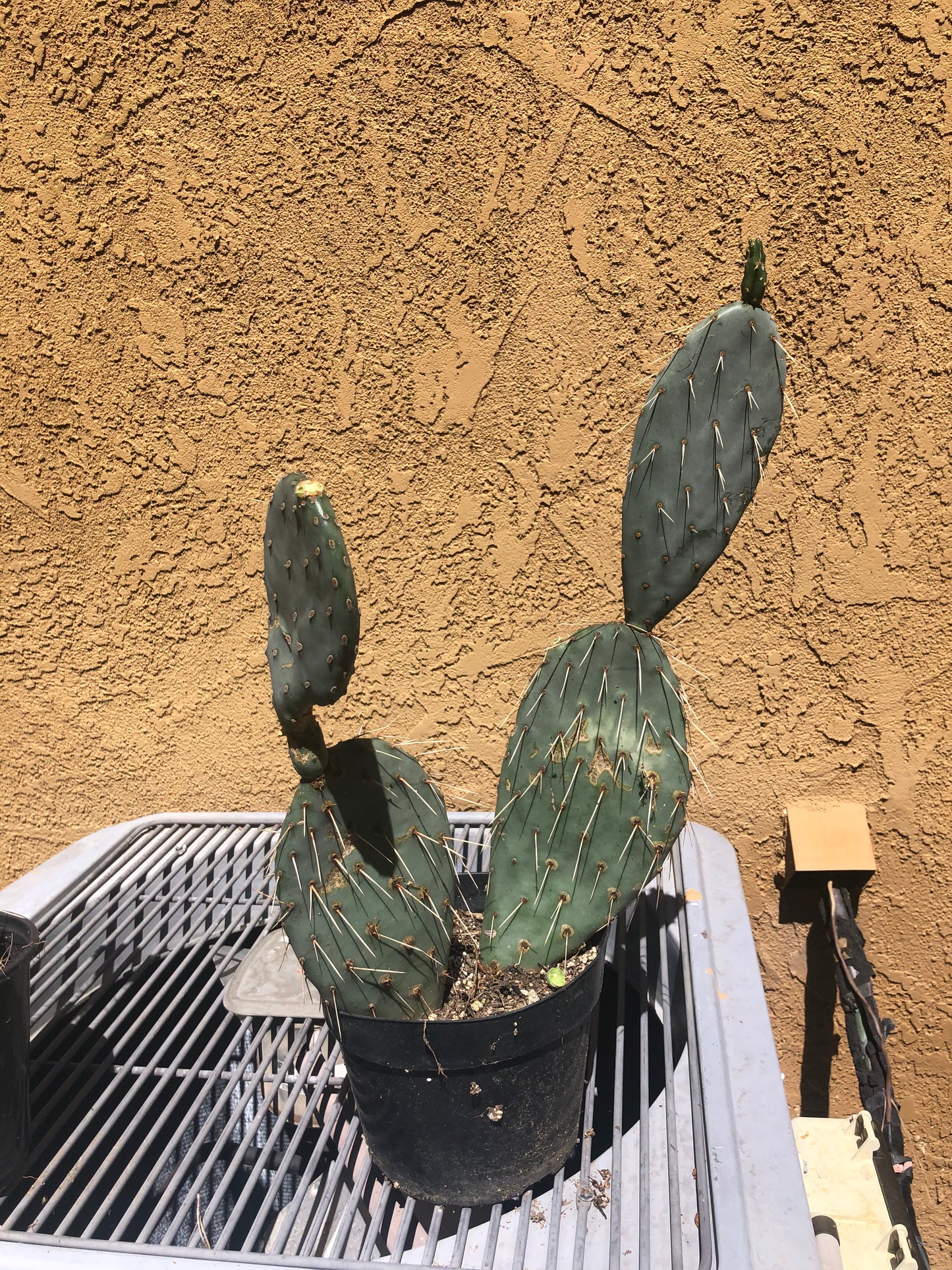 Opuntia engelmannii "Texas Prickly Pear" 20"Tall 13"Wide #203R