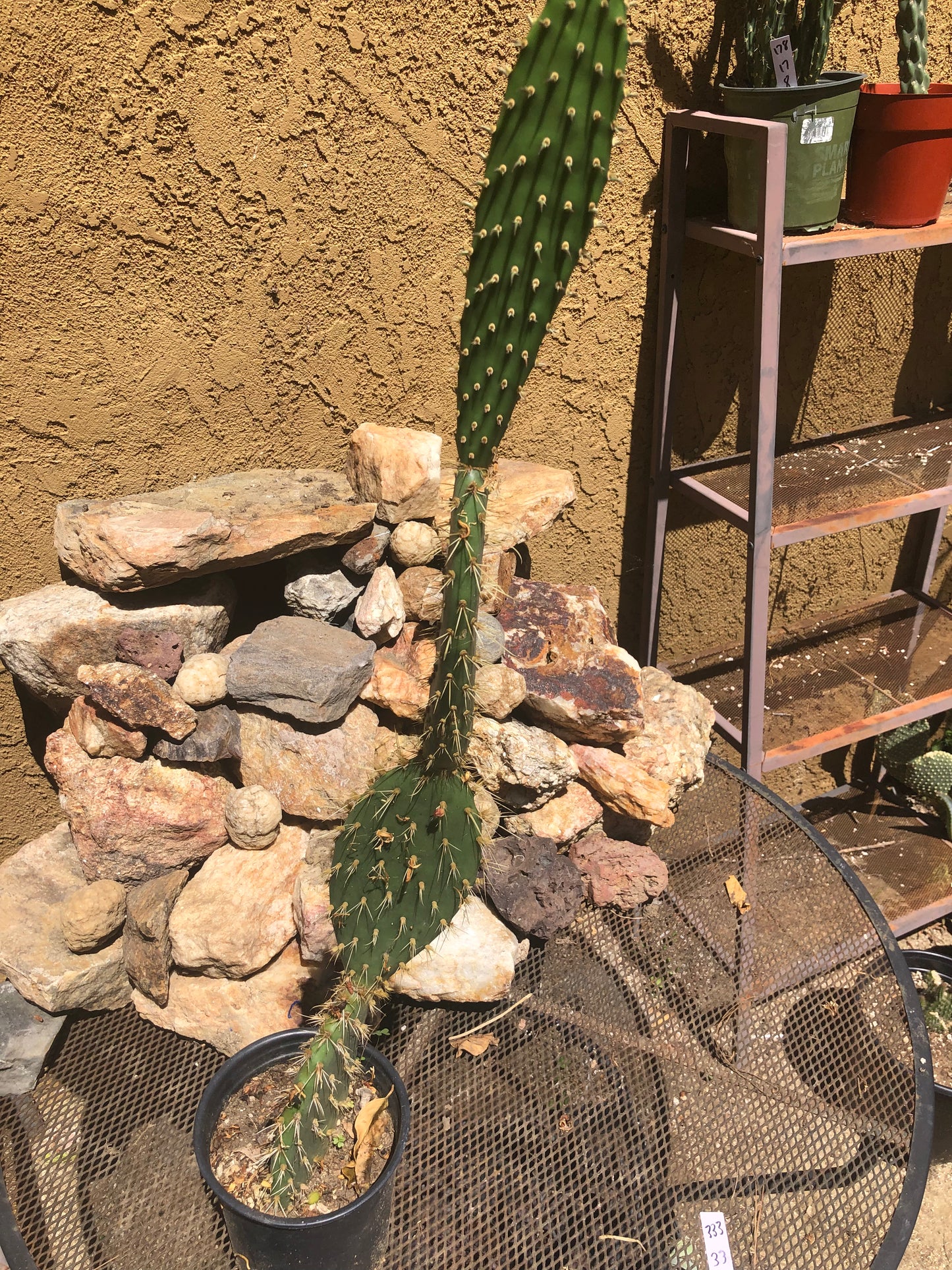 Opuntia engelmannii "Texas Prickly Pear" 33"Tall #333W