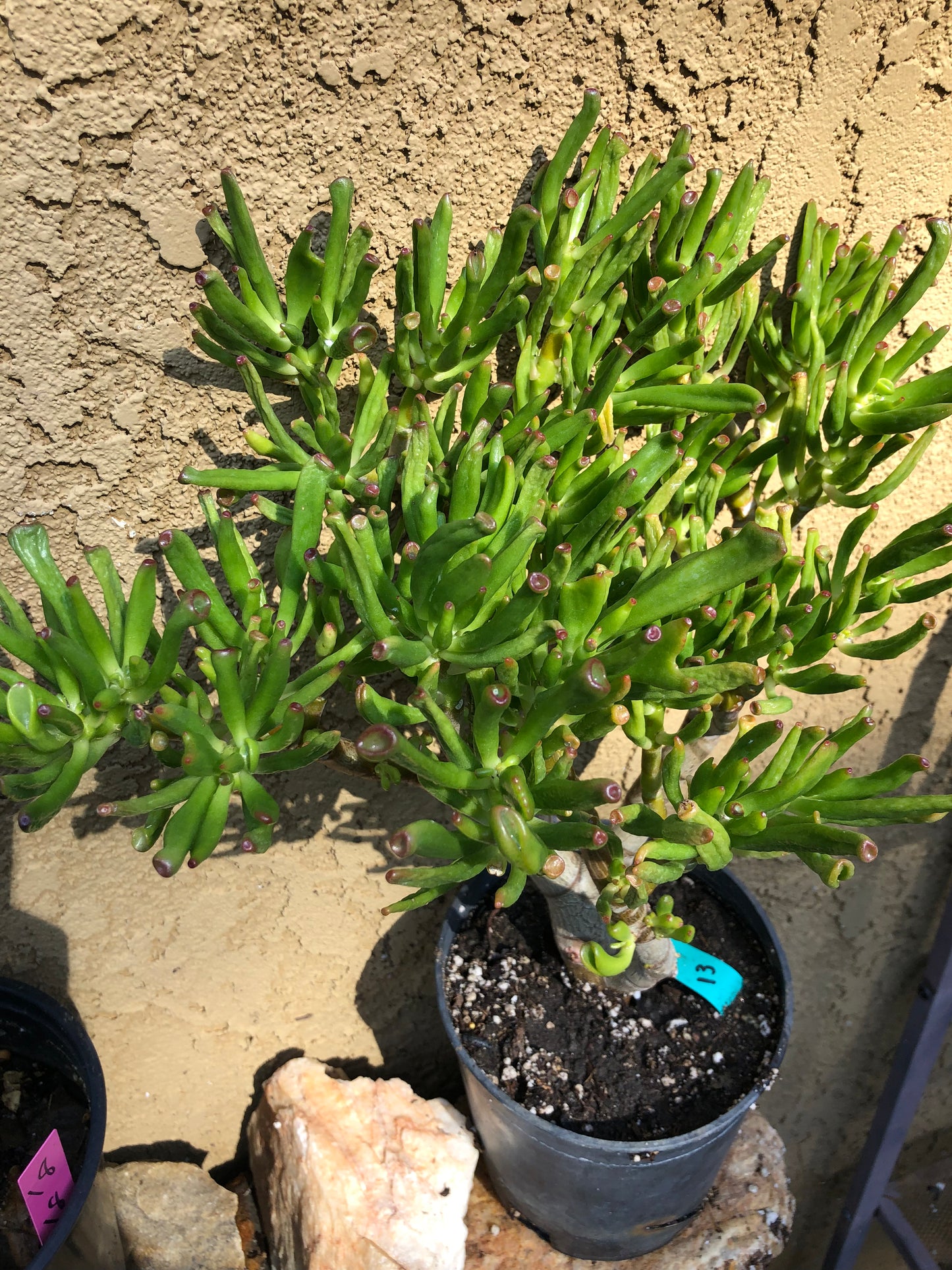 Crassula Gollum Jade Succulent Bonsai Style Living Plant 16”Tall #631G