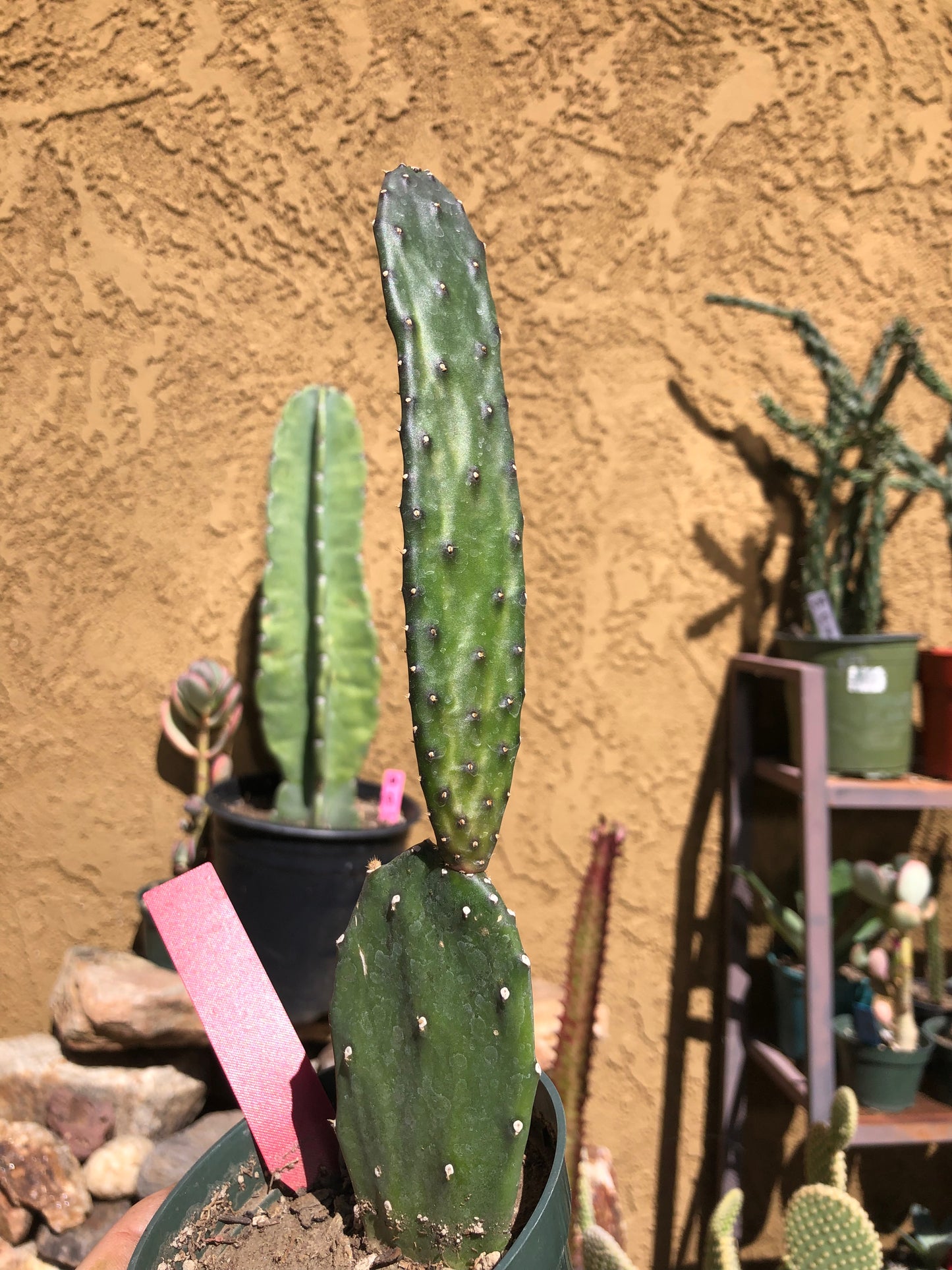 Opuntia canterae elata Cactus Ground crawler 10"Tall #101R