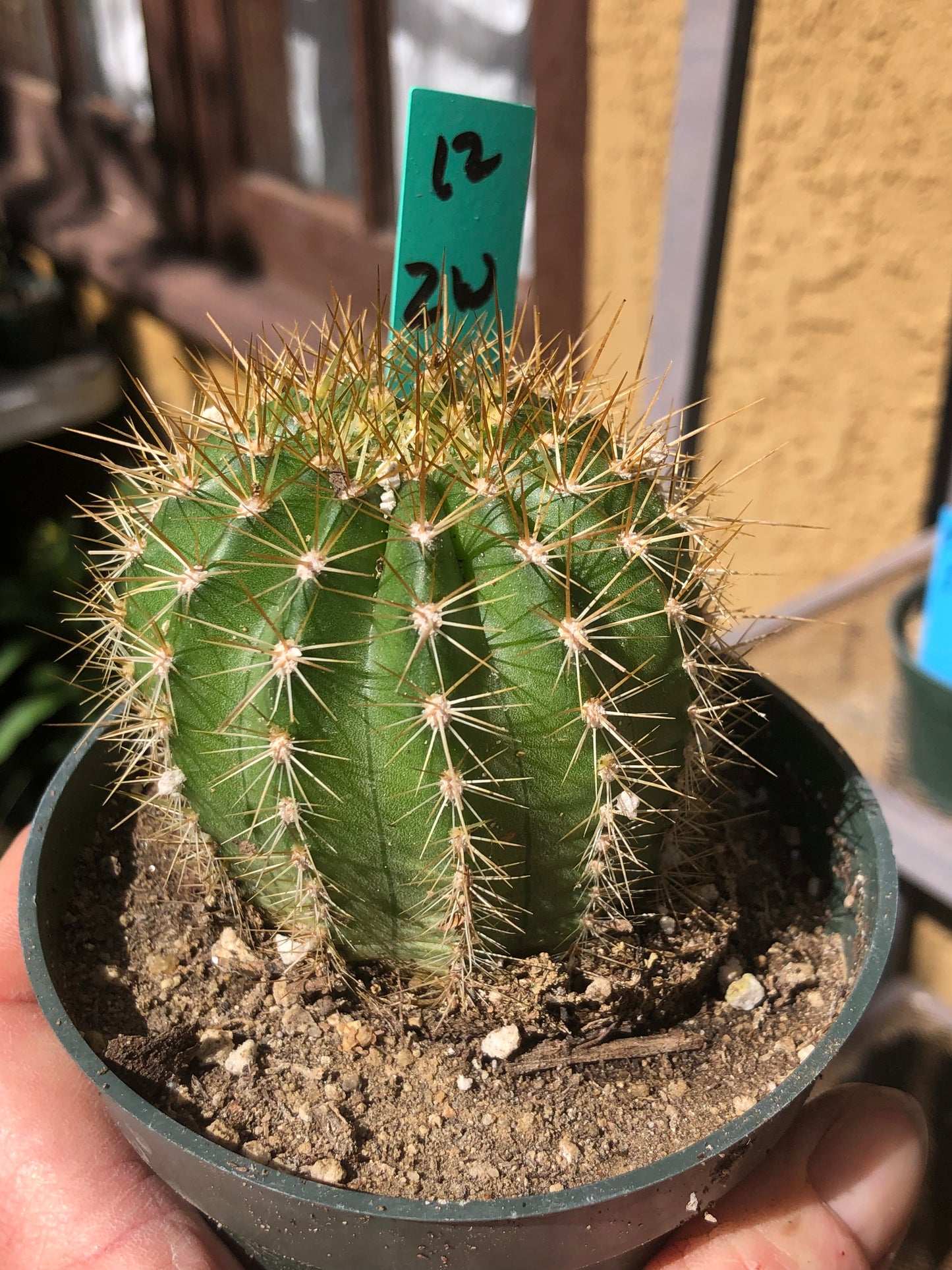Trichocereus grandiflorus Torch 2” Wide #12G