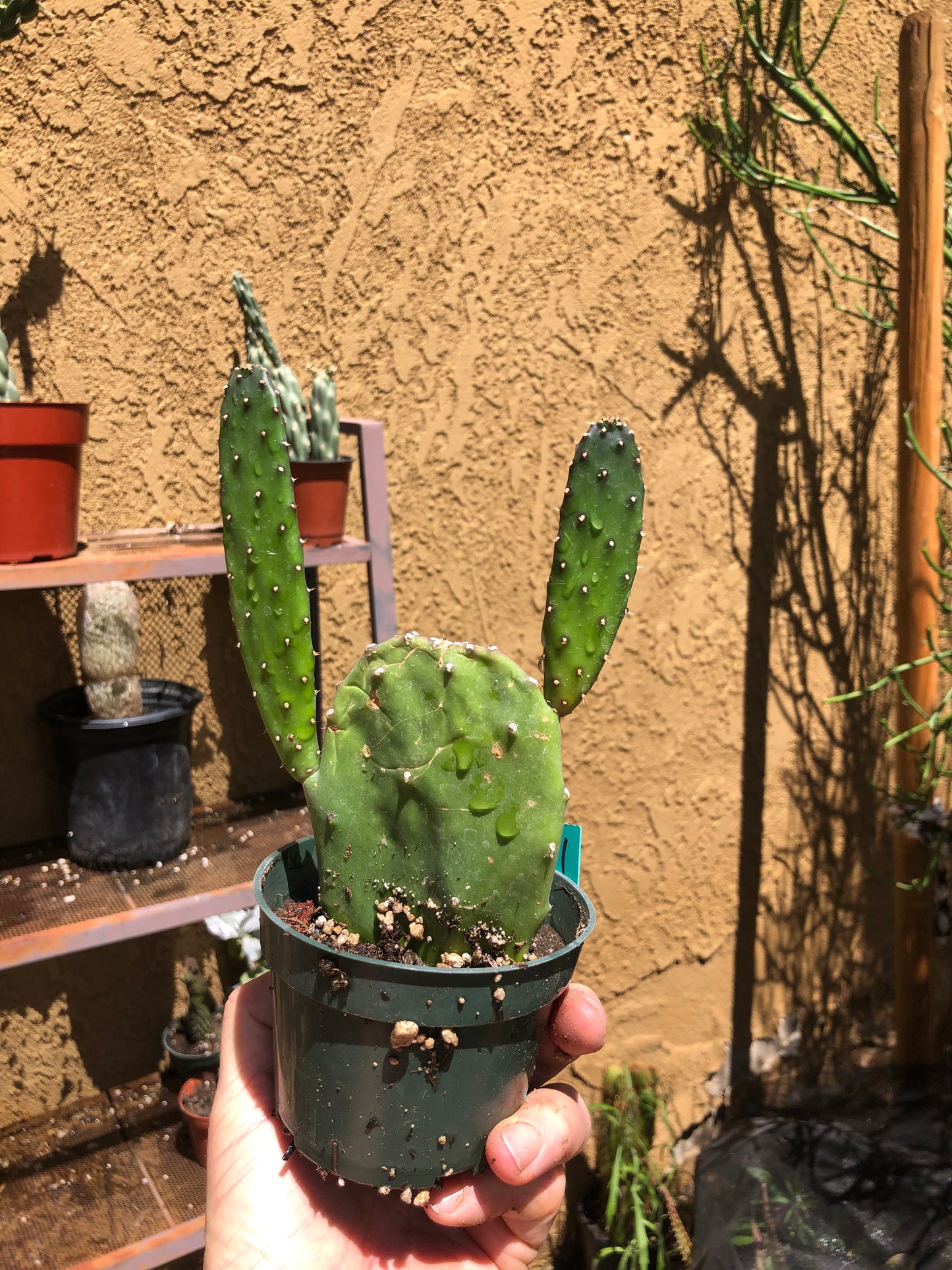 Opuntia Emerald wave Cactus 7”Tall #71G