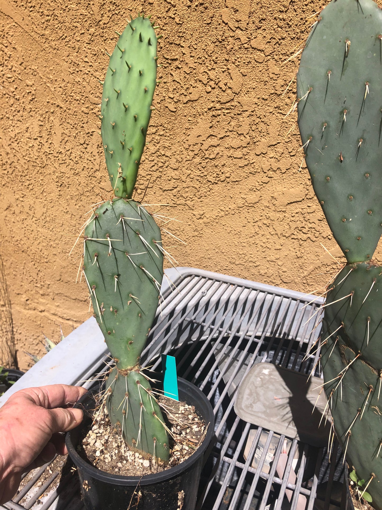 Opuntia engelmannii "Texas Prickly Pear" 17"Tall #171G
