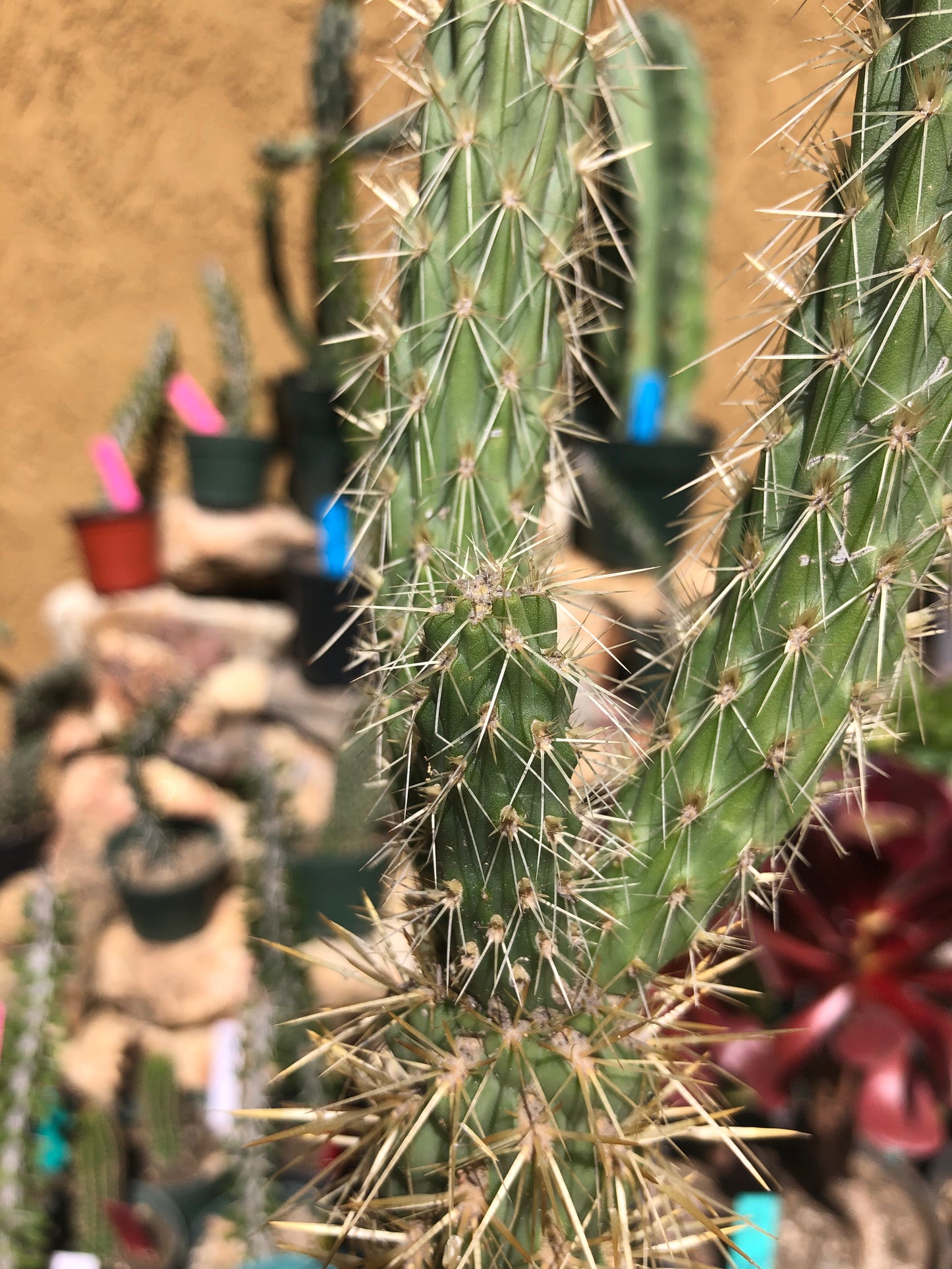 Cholla Cylindropuntia Imbricata  Buckhorn 15”Tall #15Y