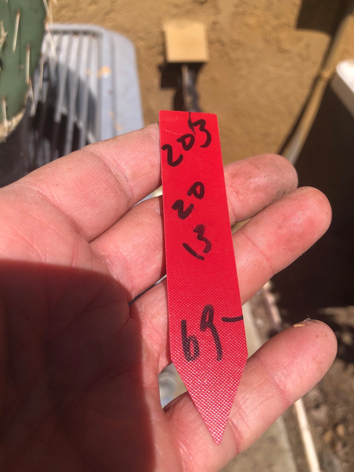 Opuntia engelmannii "Texas Prickly Pear" 20"Tall 13"Wide #203R