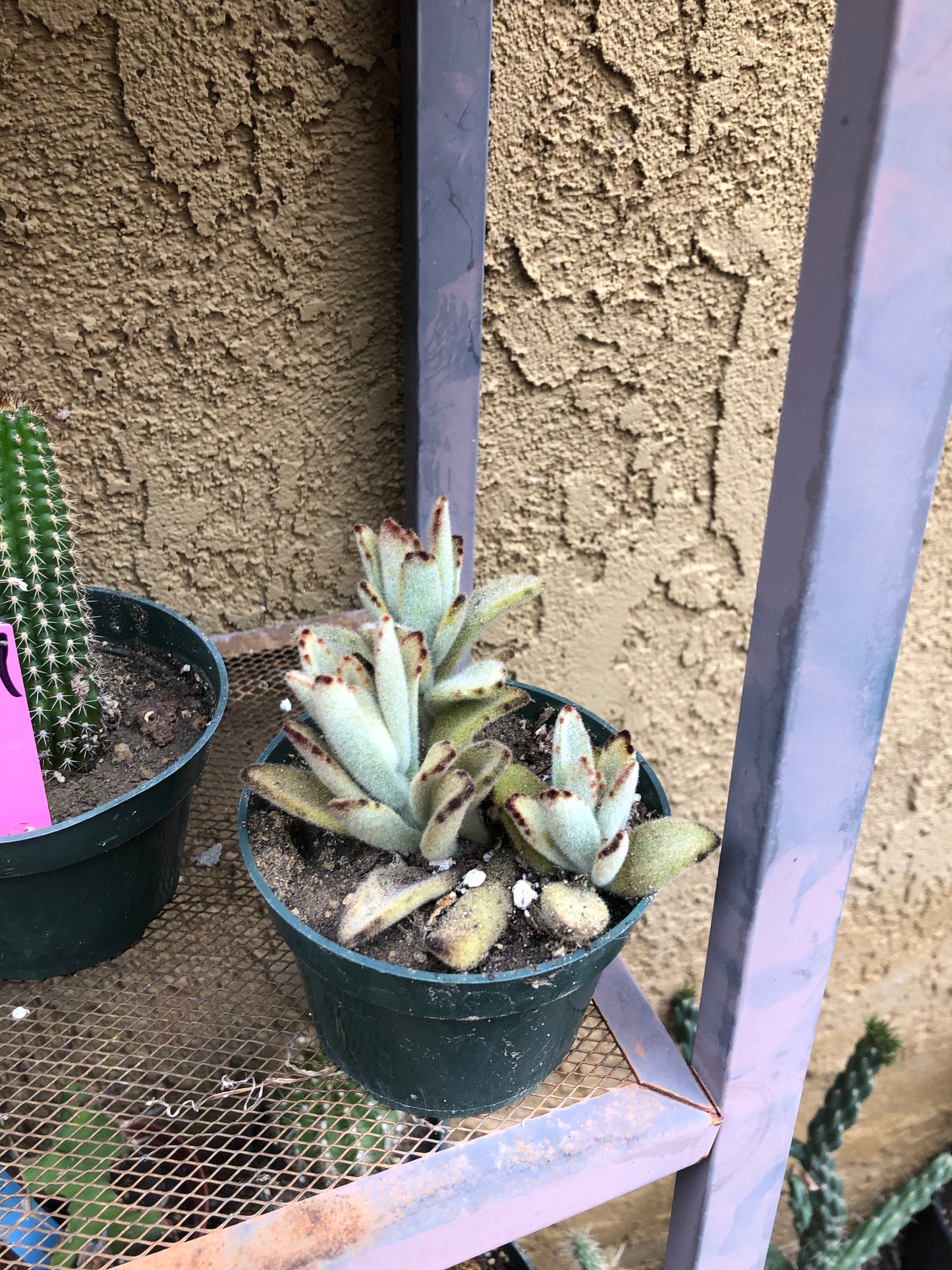 Kalanchoe tomentosa Chocolate Panda Succulent Plant 3"Wide 220G