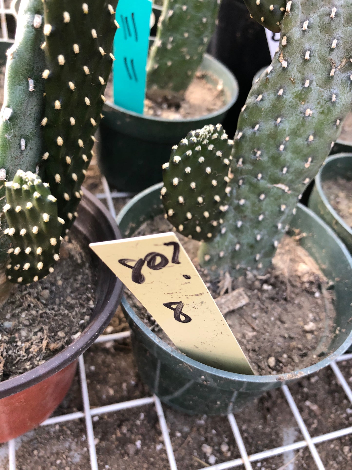 Opuntia Consolea rubescens Road Kill Cactus 8"Tall #80Y