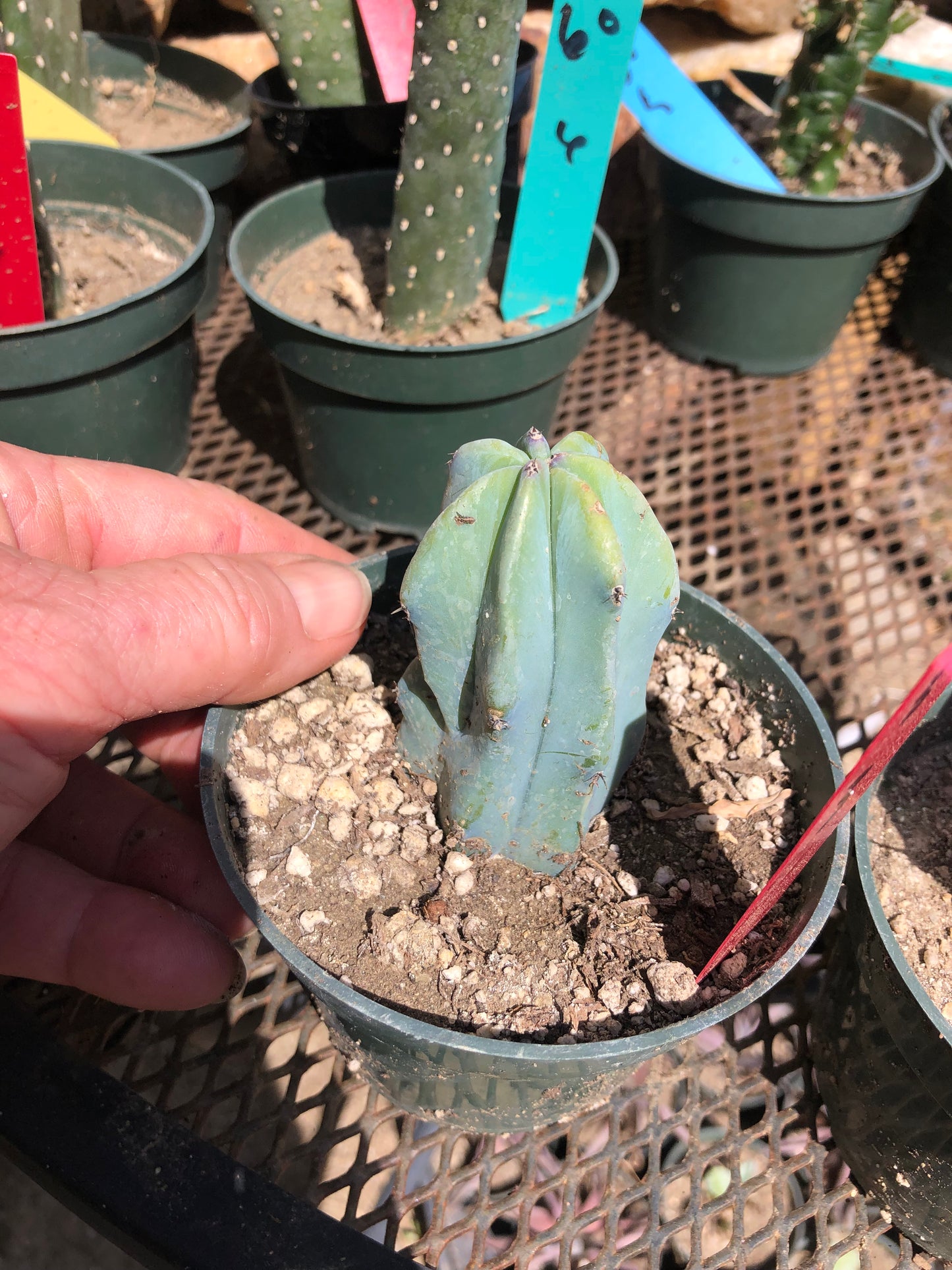 Myrtillocactus geometrizans Blue Myrtle Cactus 3"Tall #32R