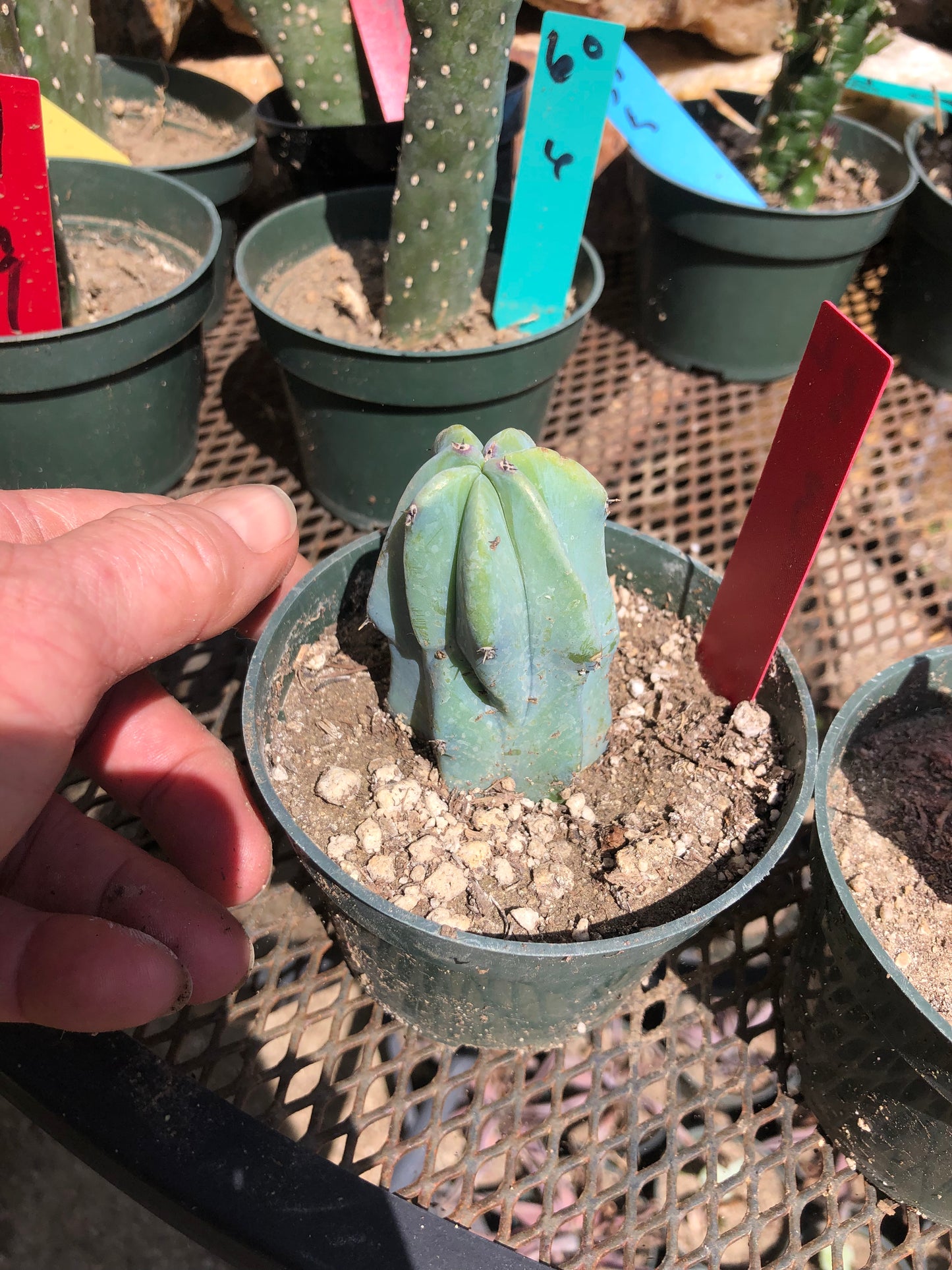 Myrtillocactus geometrizans Blue Myrtle Cactus 3"Tall #32R