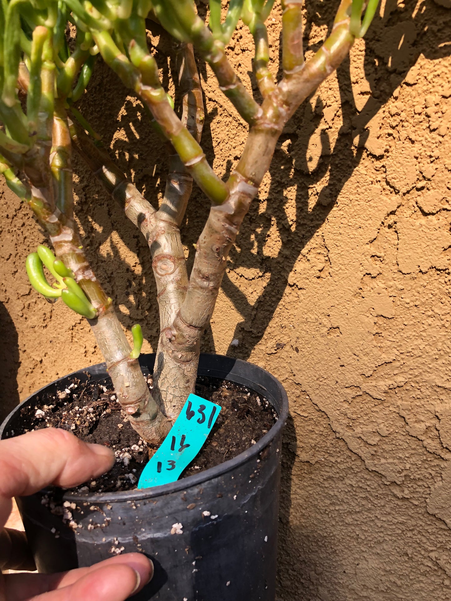 Crassula Gollum Jade Succulent Bonsai Style Living Plant 16”Tall #631G
