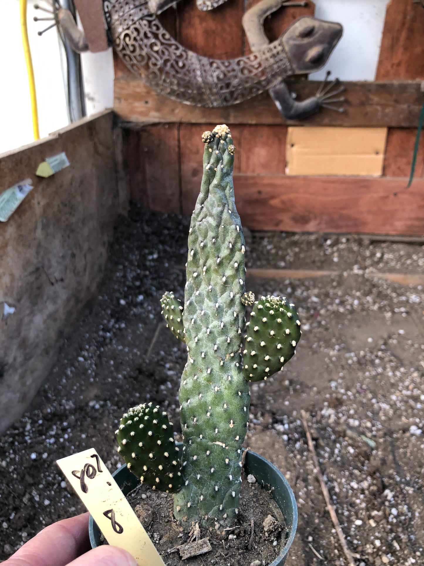 Opuntia Consolea rubescens Road Kill Cactus 8"Tall #80Y