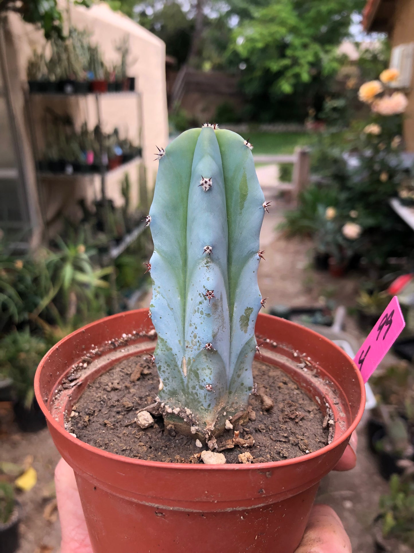 Myrtillocactus geometrizans Blue Myrtle Cactus 4"Tall #99P