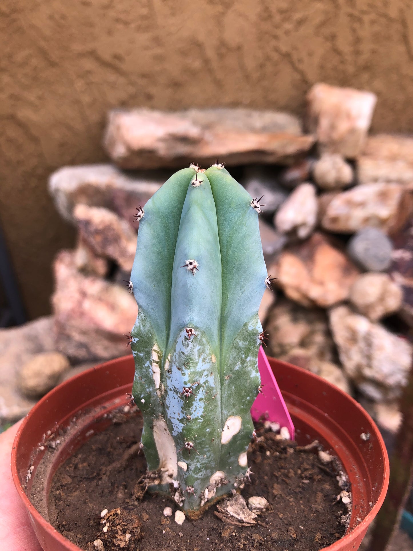 Myrtillocactus geometrizans Blue Myrtle Cactus 4"Tall #99P