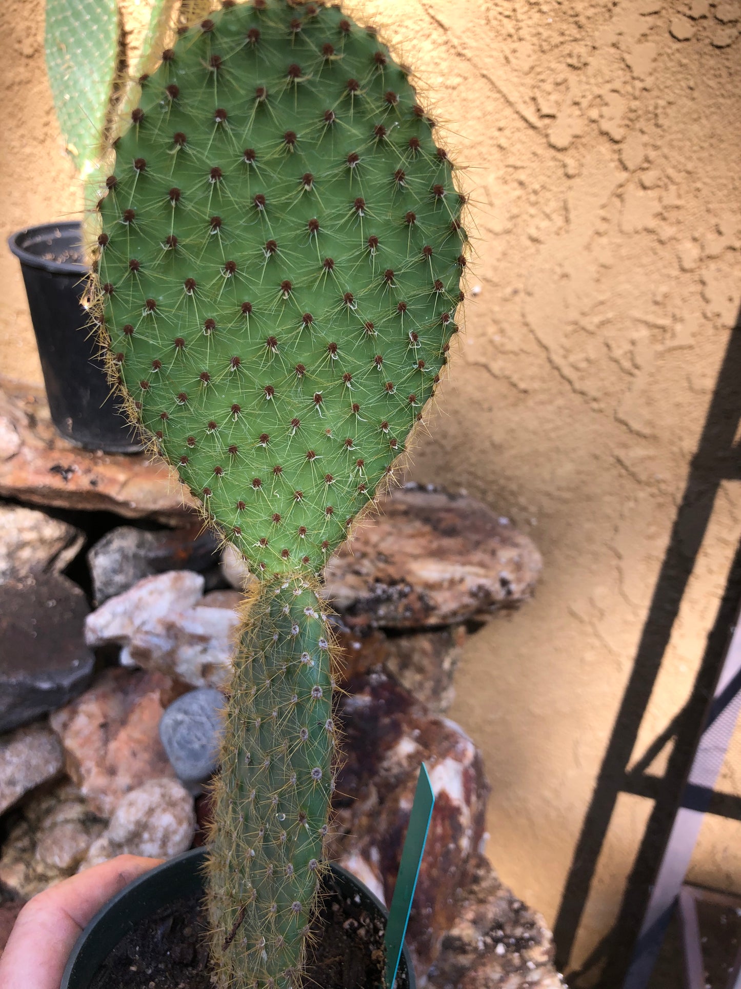 Opuntia Scheerii "Prickly Pear" 6"Tall #6G