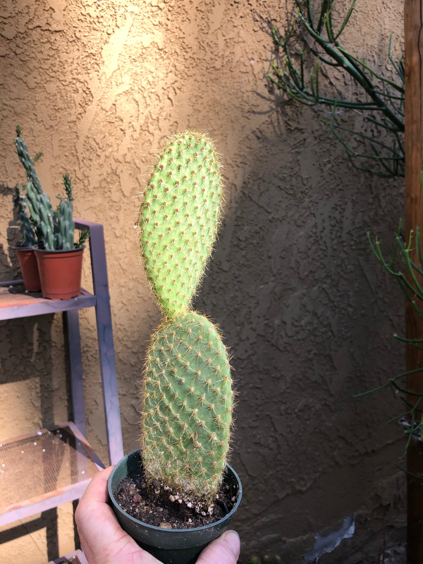 Opuntia Scheerii "Prickly Pear" 6"Tall #6G