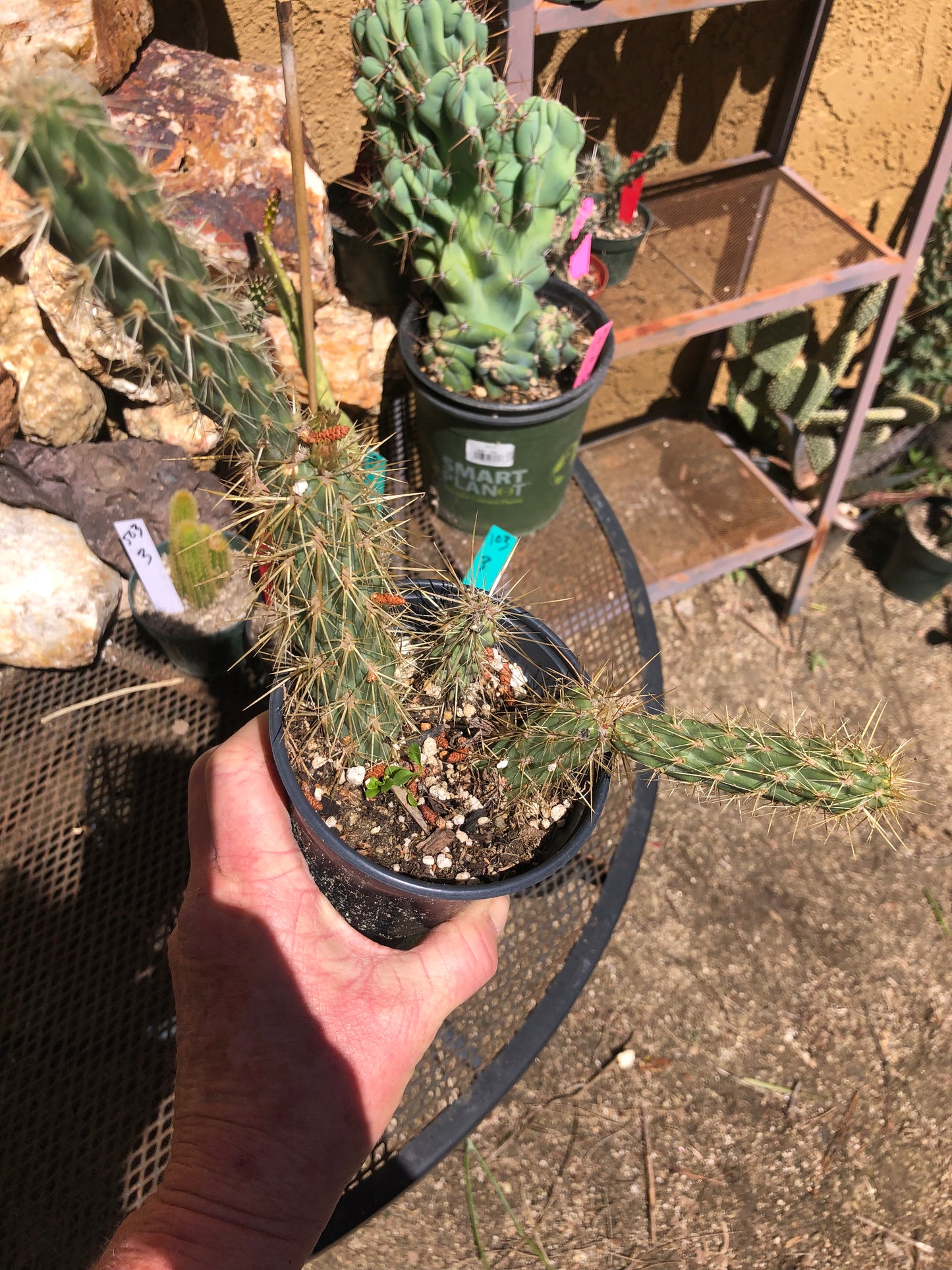 Cholla Cylindropuntia Imbricata Buckhorn 9”Tall #99G
