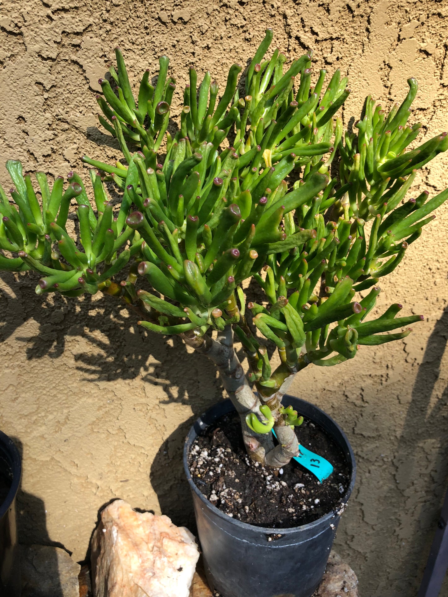 Crassula Gollum Jade Succulent Bonsai Style Living Plant 16”Tall #631G