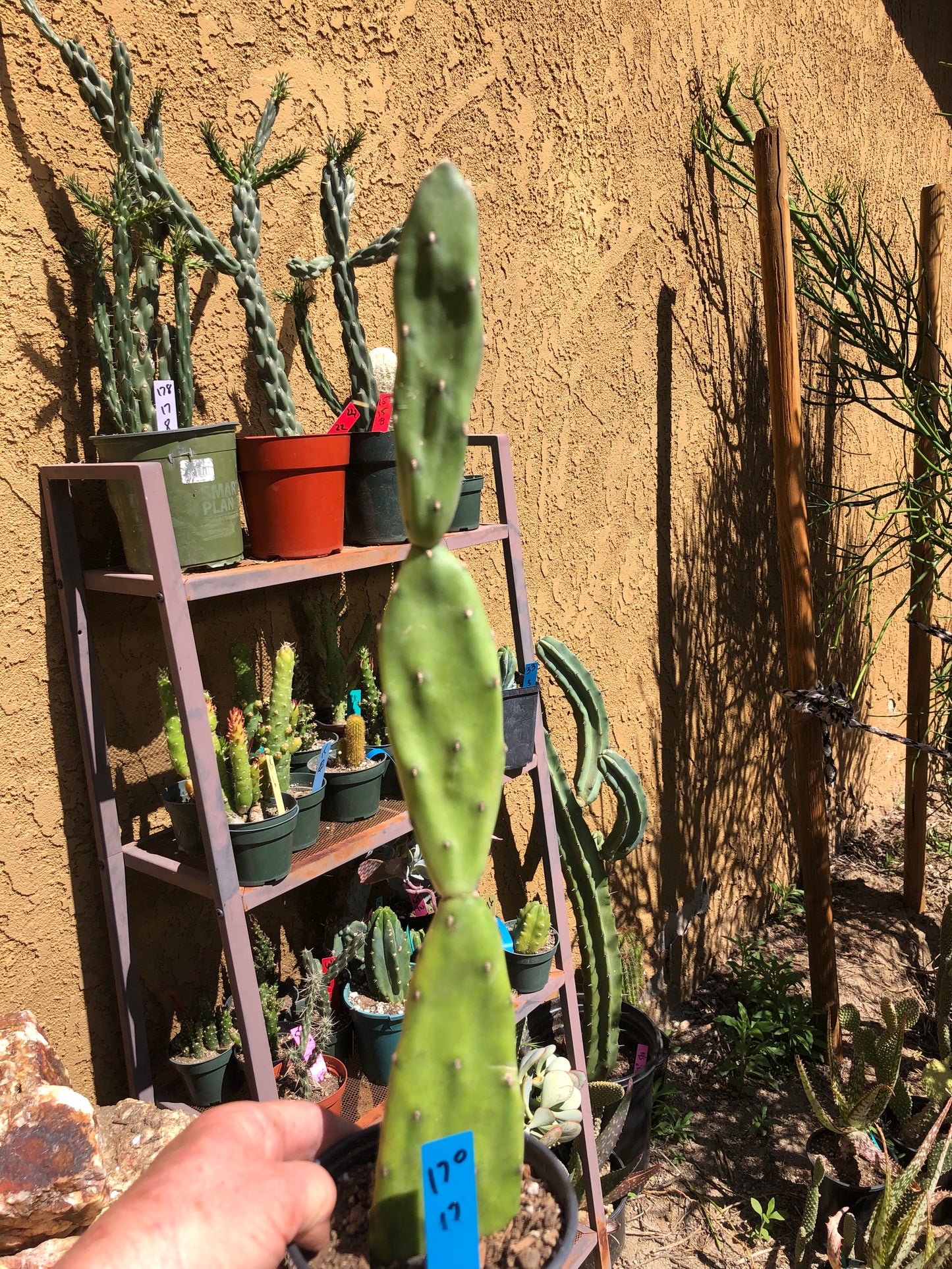 Opuntia canterae elata Ground Crawler 17"Tall #170B