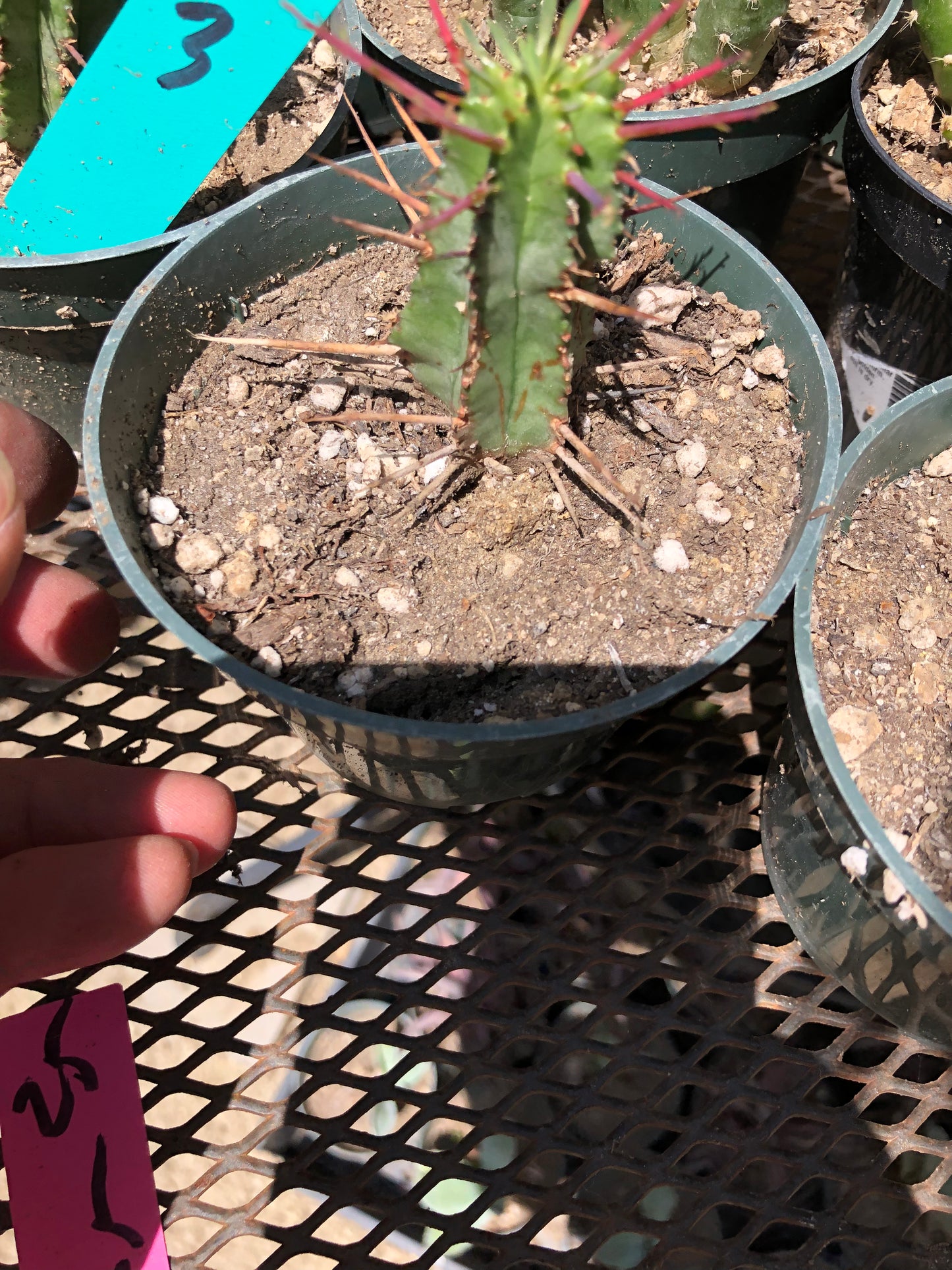 Euphorbia Horrida Noorsveldensis 2.5" Tall #25P