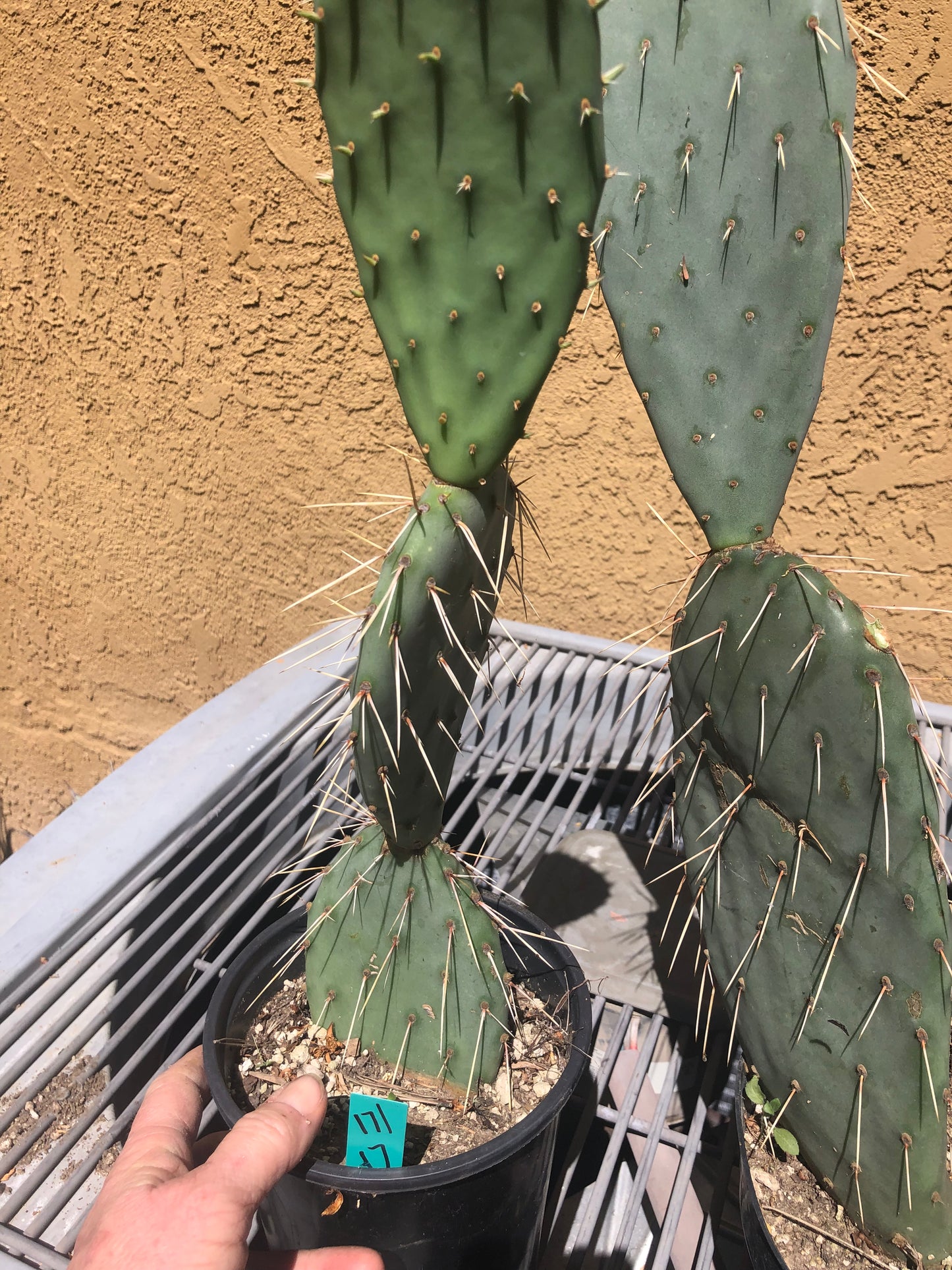 Opuntia engelmannii "Texas Prickly Pear" 17"Tall #171G