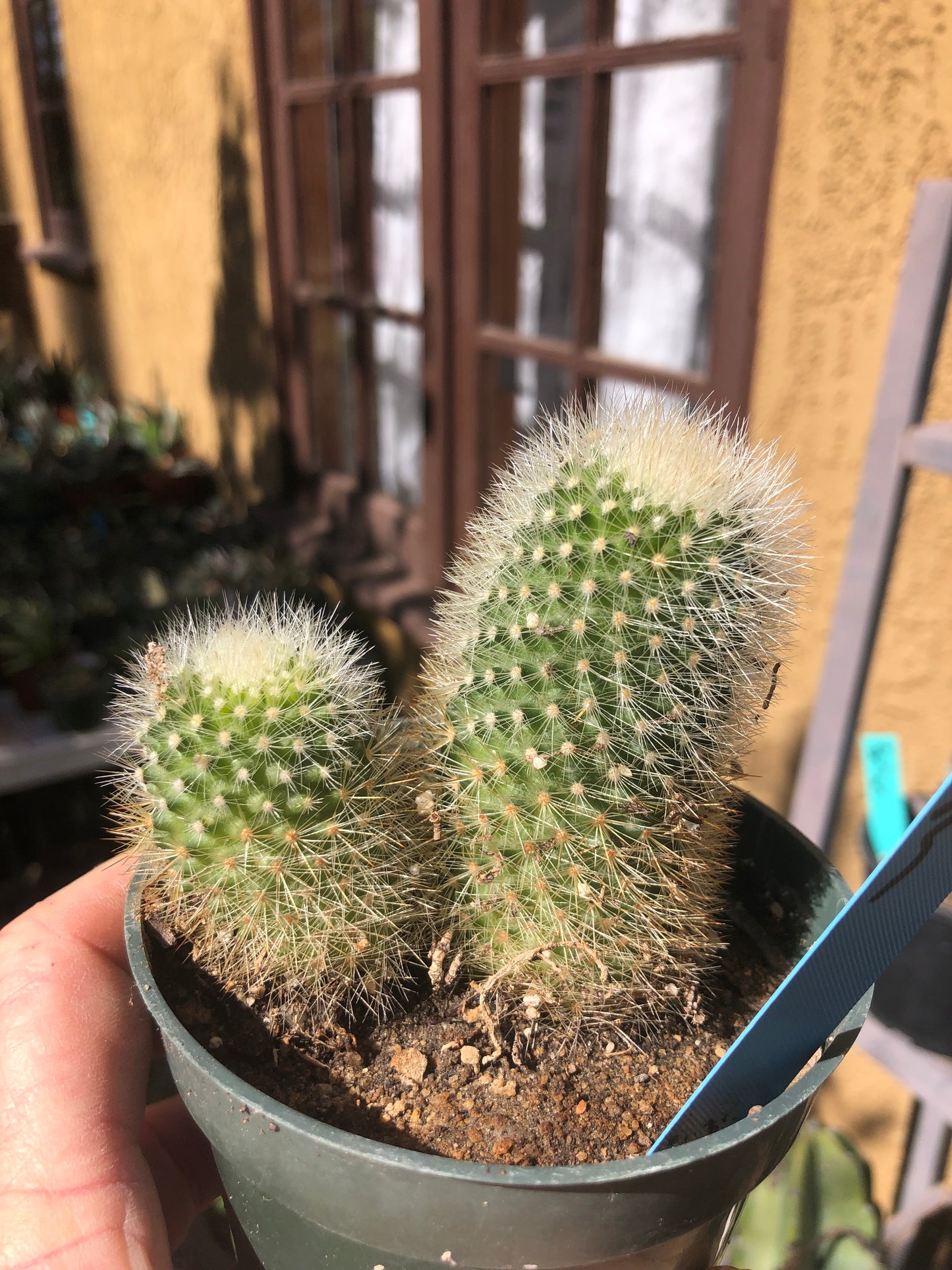 Notocactus Parodia scopa Silver Ball/Snowball Cactus 3" Tall #33B